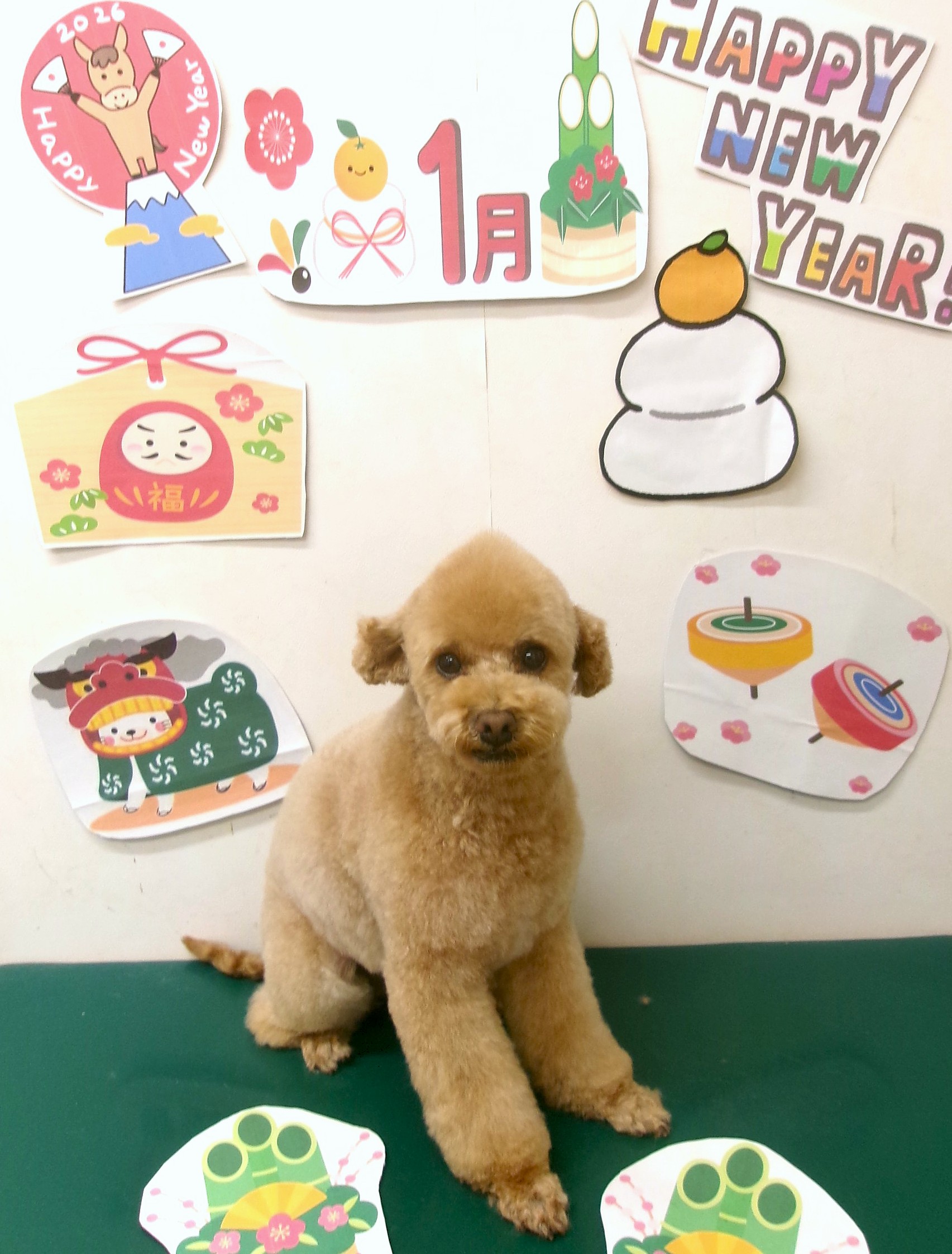 トイプードルのトリミングカット シュシュどうぶつ病院の1枚目