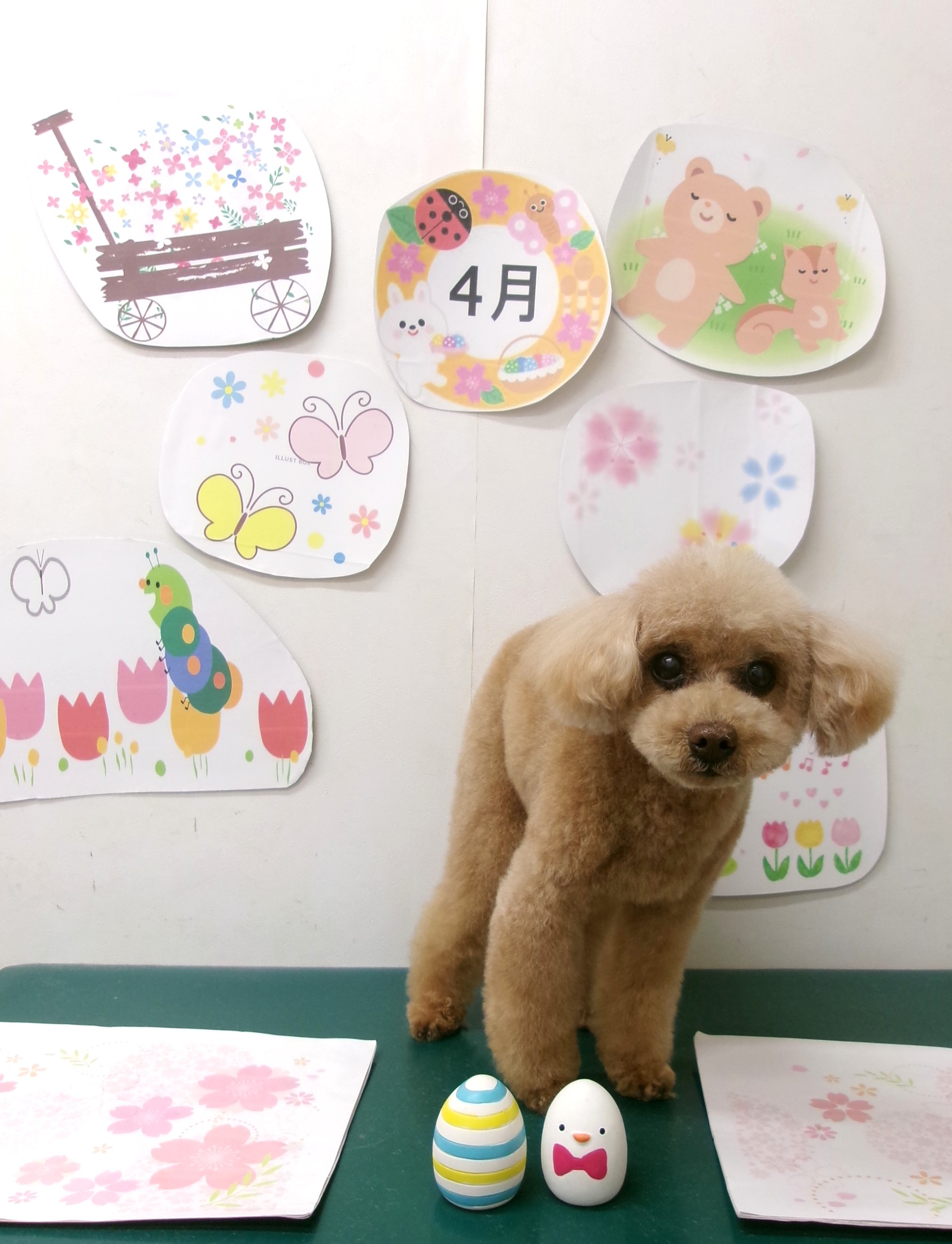トリミングサロン シュシュどうぶつ病院のトリミングカット-9975の1枚目