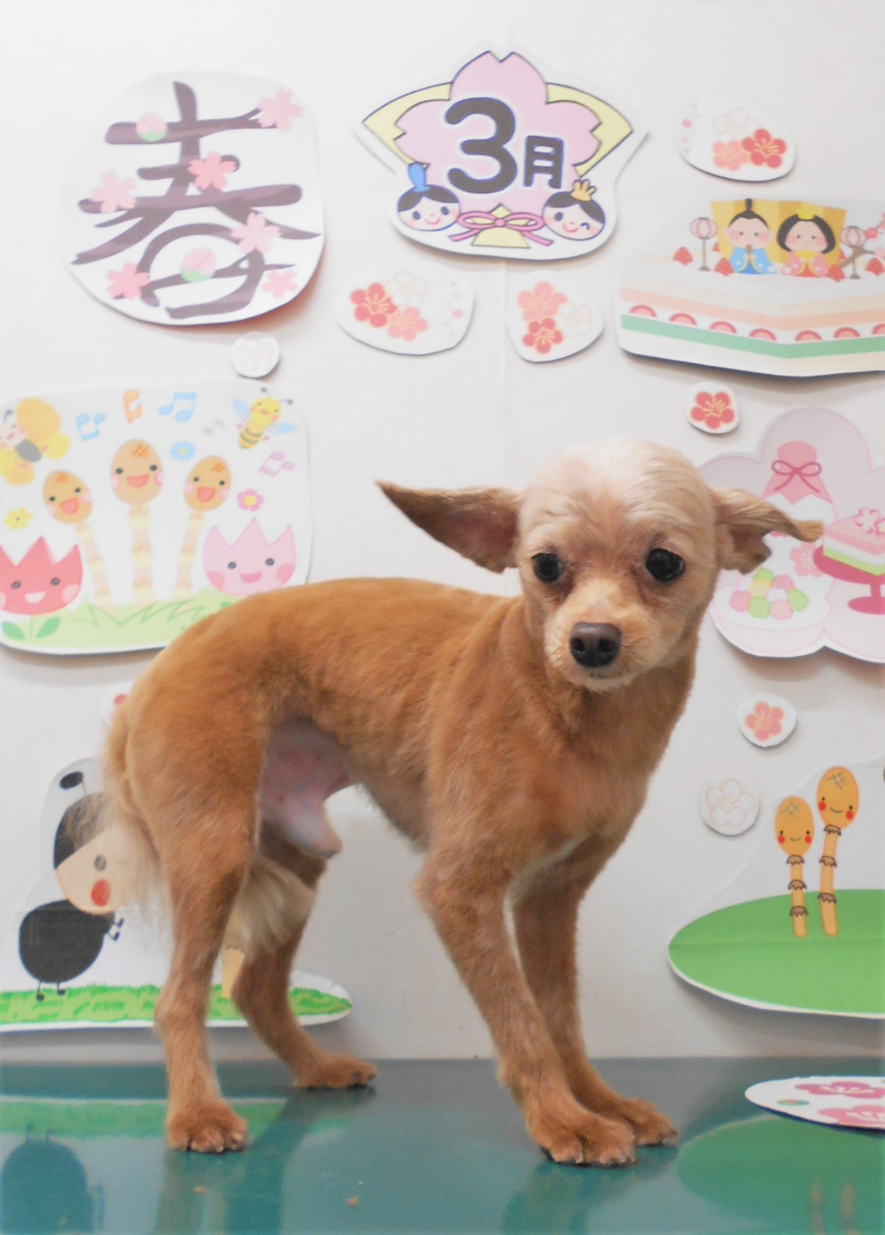 ミックス犬(その他)のトリミングカット シュシュどうぶつ病院の1枚目