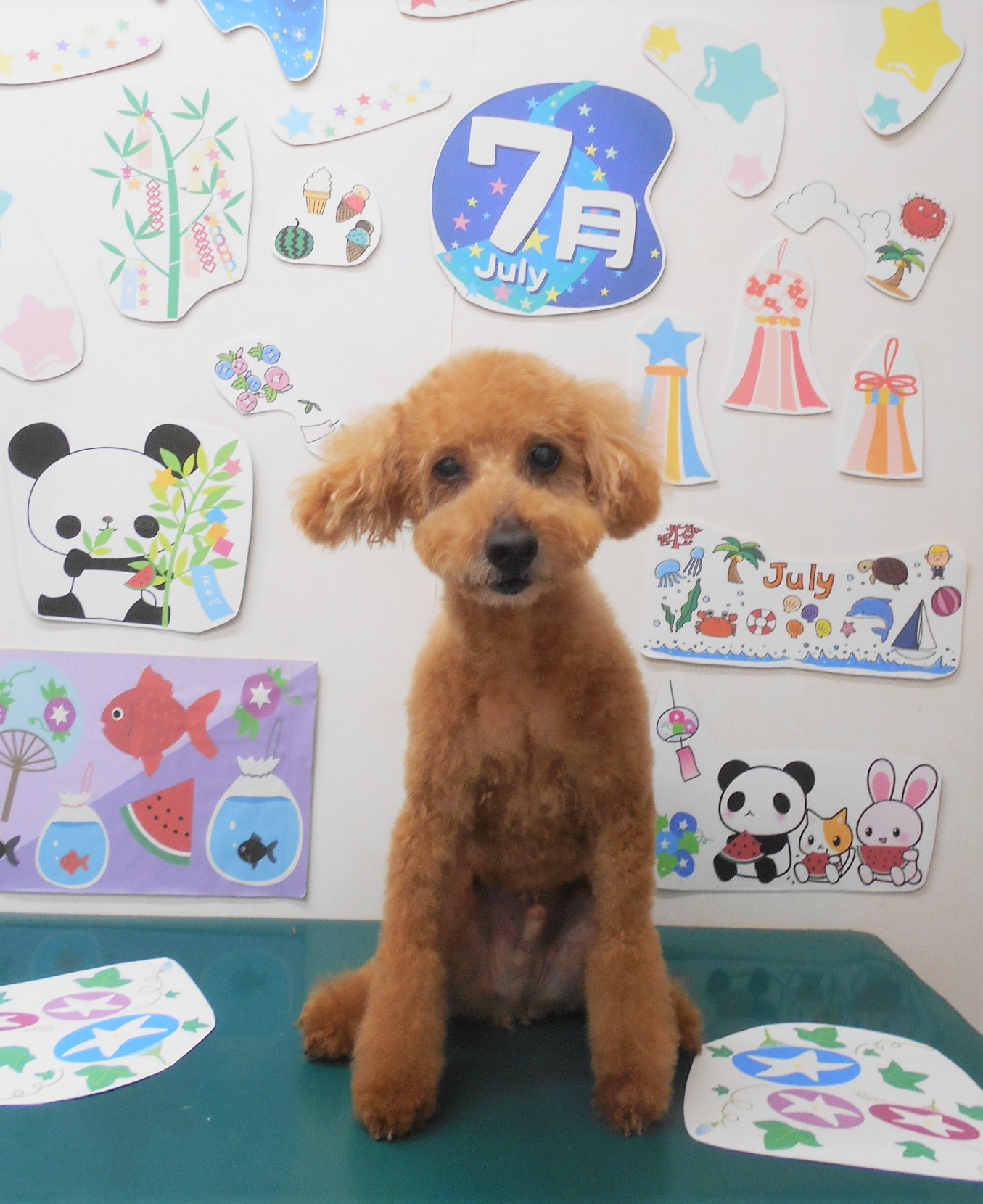トリミングサロン シュシュどうぶつ病院のトリミングカット-7821の1枚目