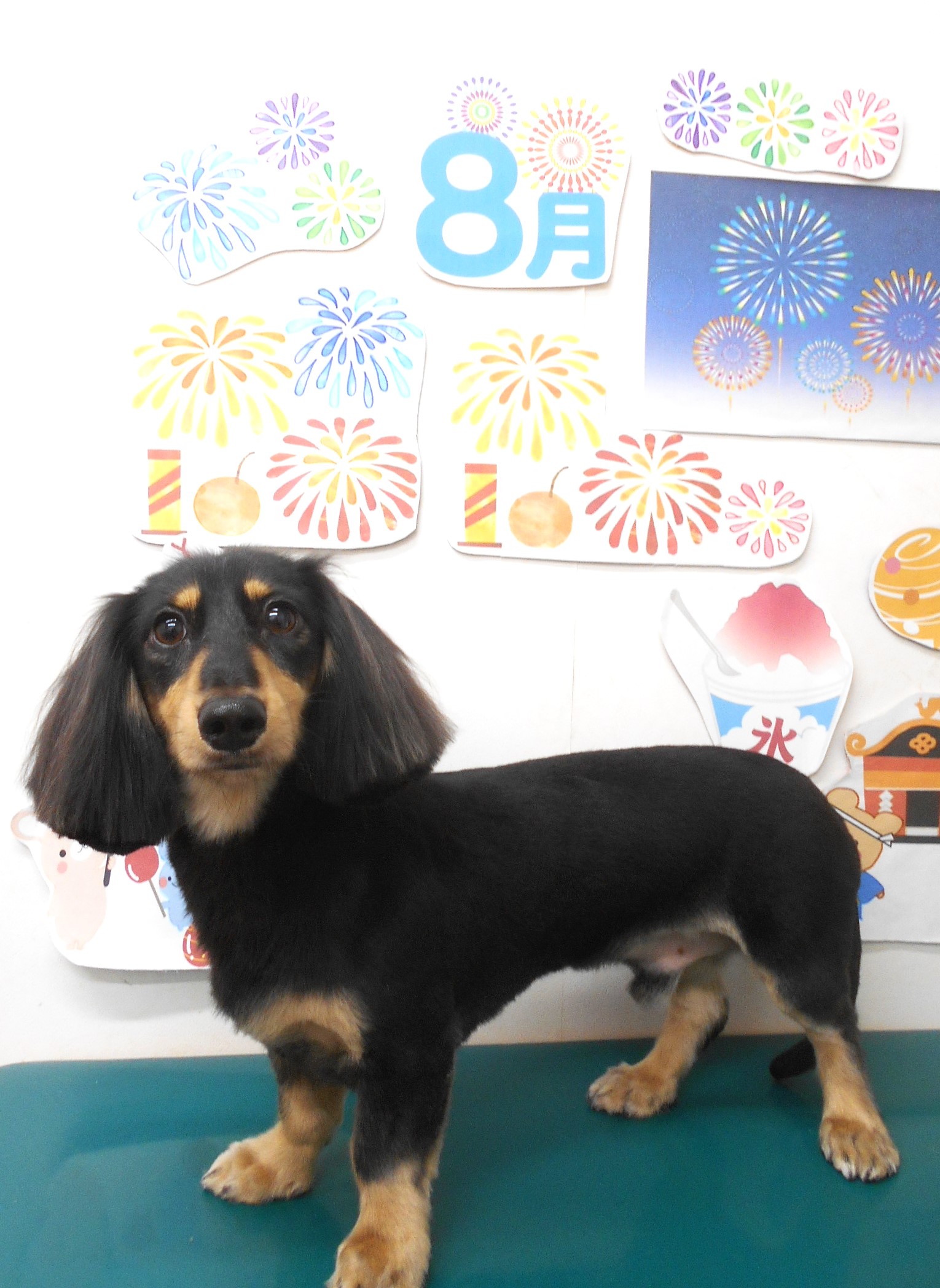 ミニチュアダックスフンドのトリミングカット シュシュどうぶつ病院の1枚目