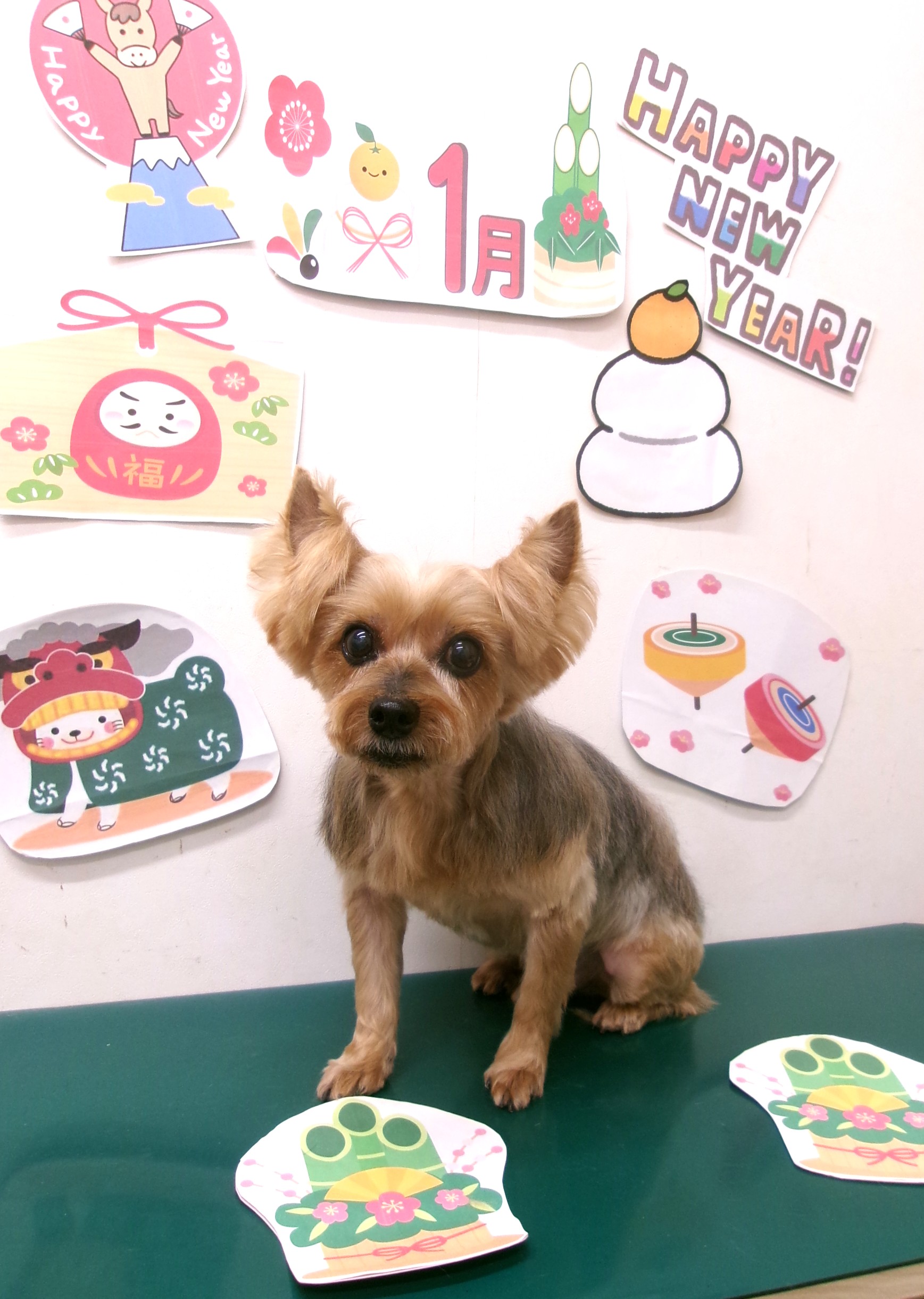 ヨークシャーテリアのトリミングカット シュシュどうぶつ病院の1枚目