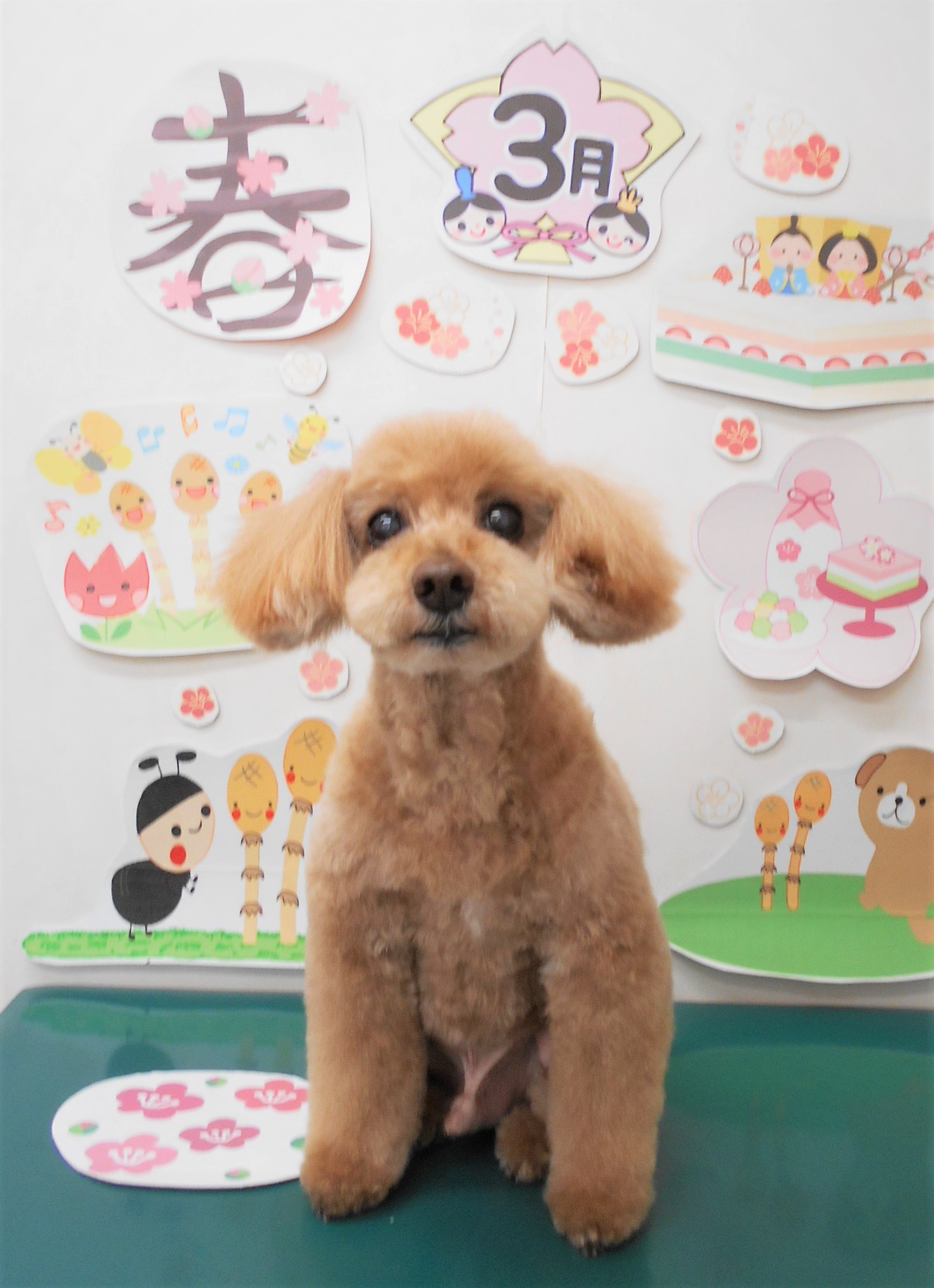 トイプードルのトリミングカット シュシュどうぶつ病院の1枚目