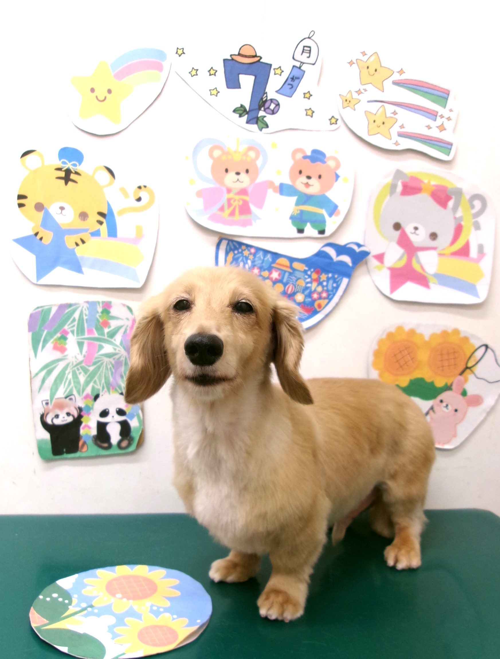 ミニチュアダックスフンドのトリミングカット シュシュどうぶつ病院の1枚目