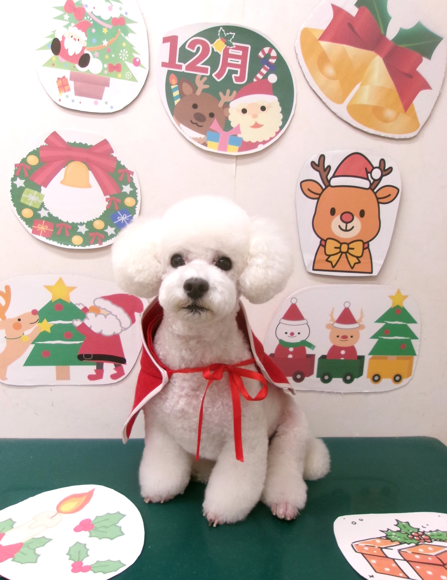 カット例 - シュシュどうぶつ病院