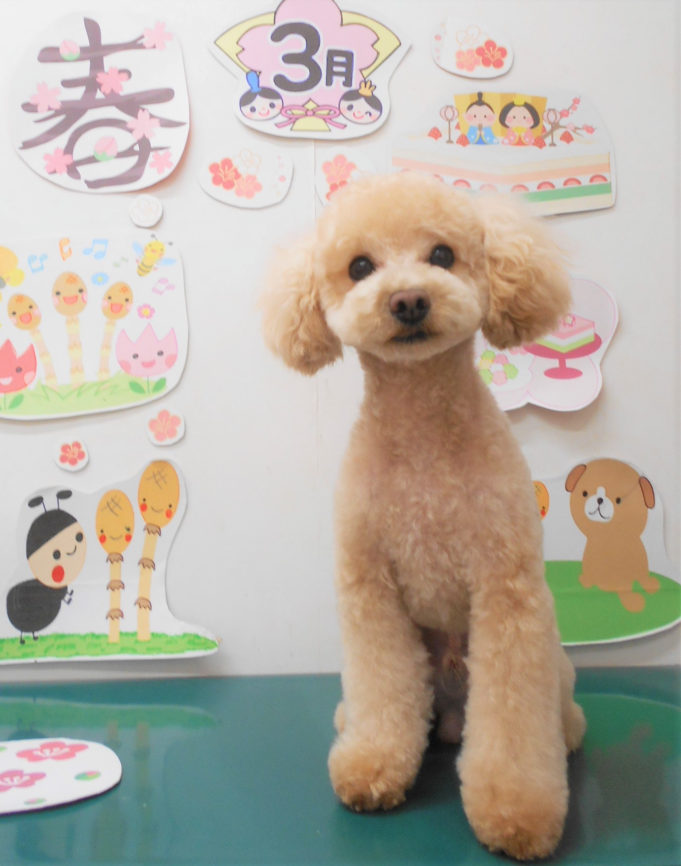 トイプードルのトリミングカット シュシュどうぶつ病院の1枚目