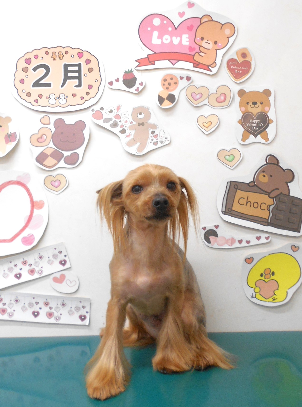 ヨークシャーテリアのトリミングカット シュシュどうぶつ病院の1枚目