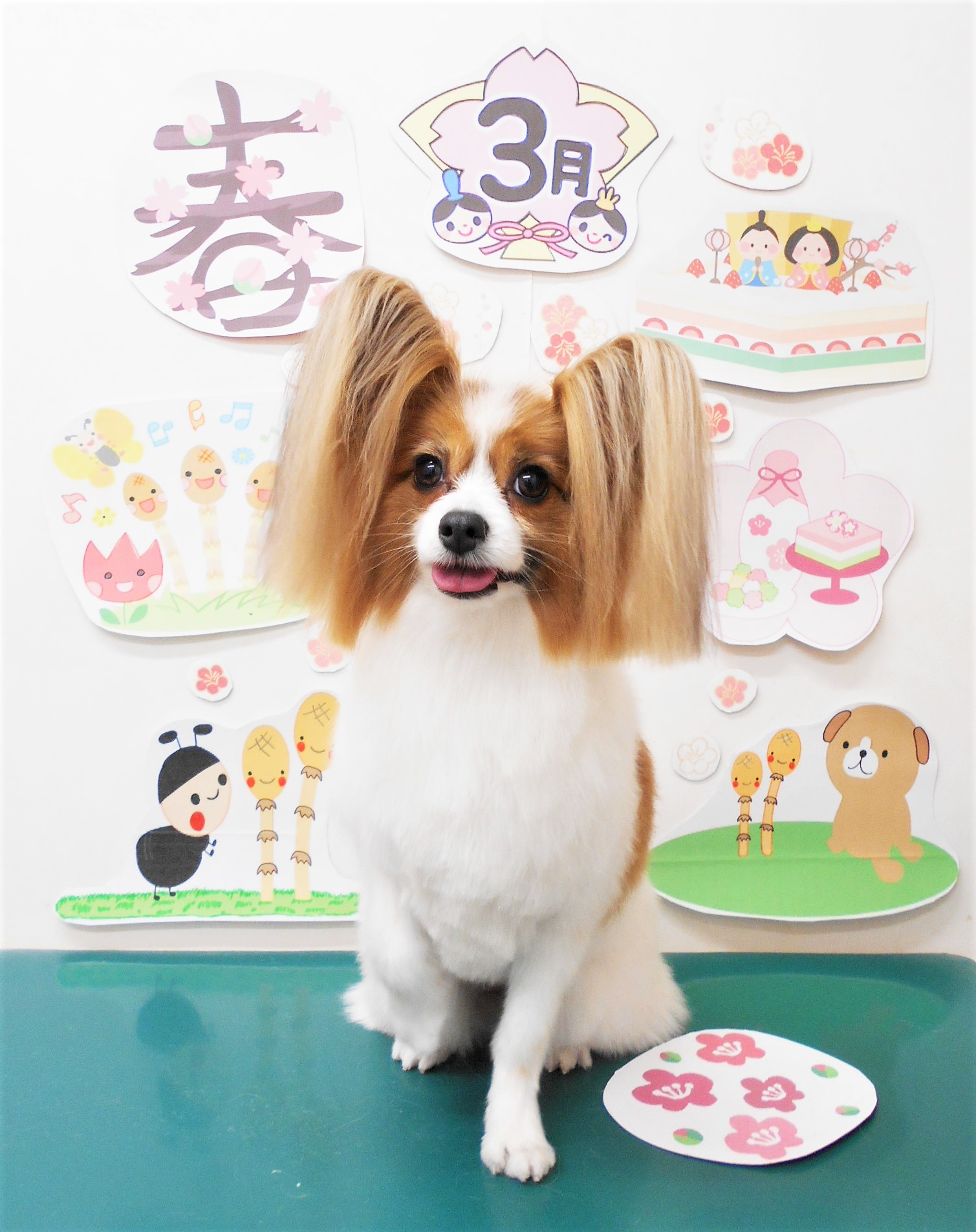 パピヨンのトリミングカット シュシュどうぶつ病院の1枚目