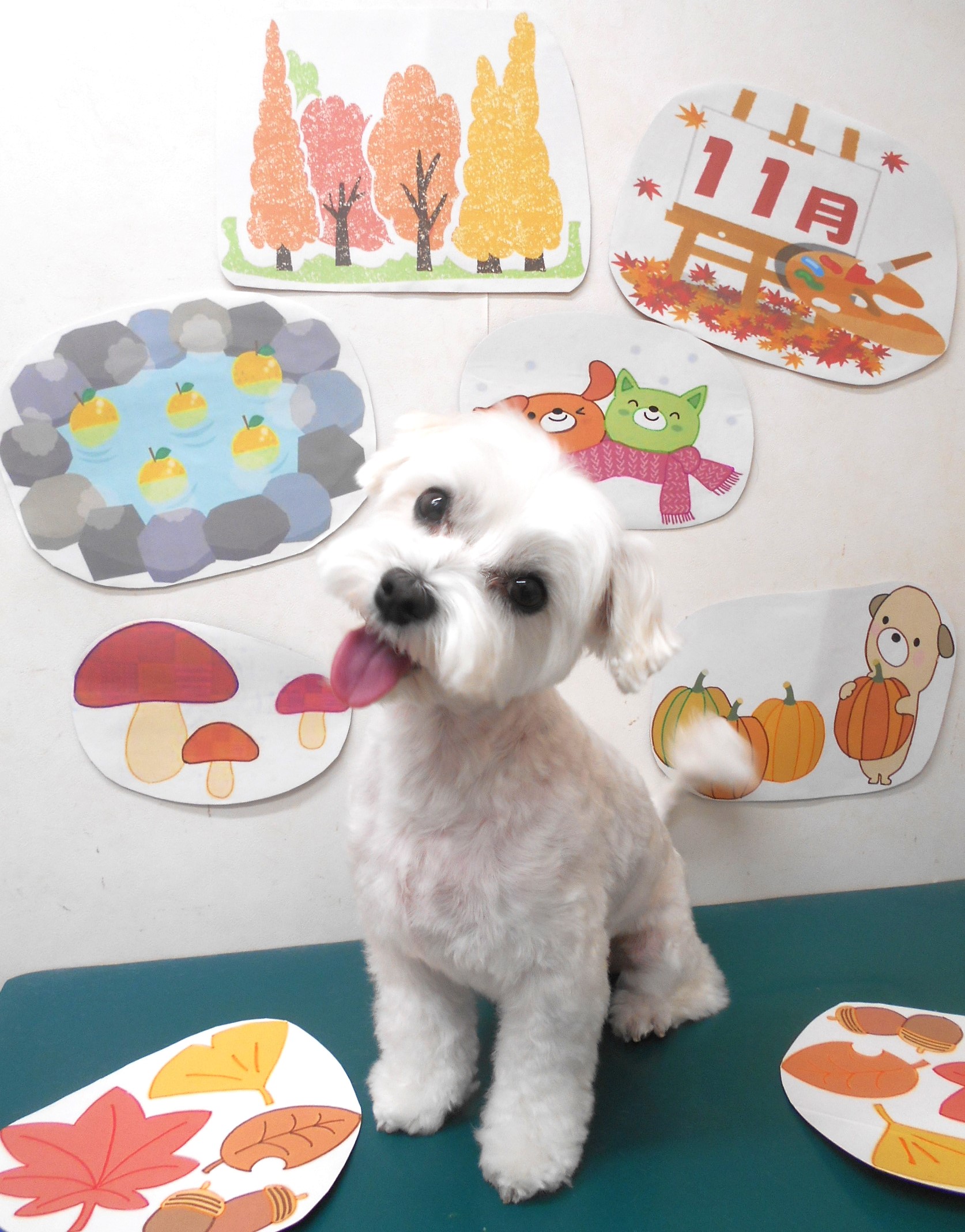 マルチーズのトリミングカット シュシュどうぶつ病院の1枚目