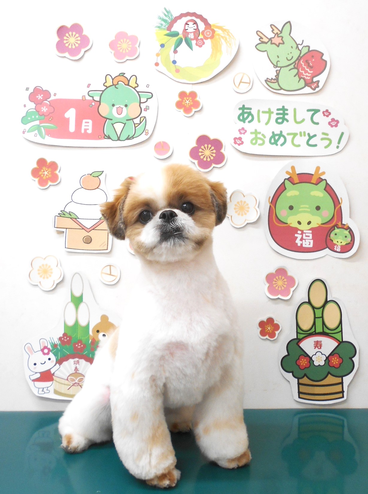 シーズーのトリミングカット シュシュどうぶつ病院の1枚目