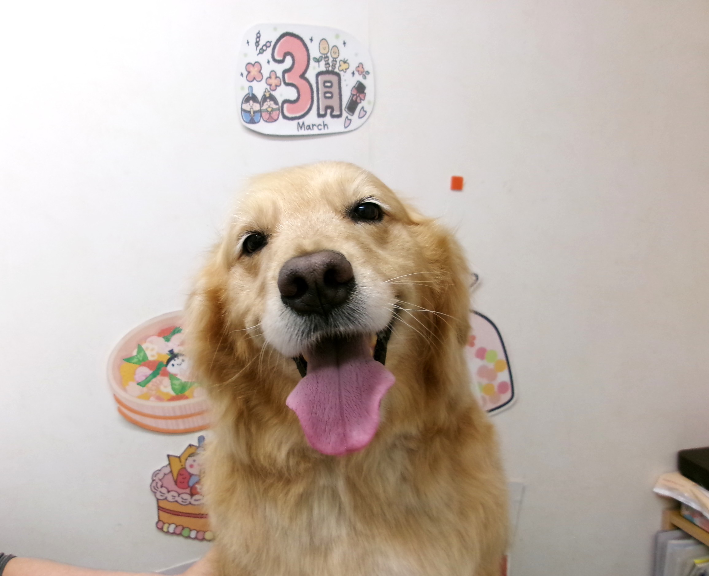 トリミングサロン シュシュどうぶつ病院のトリミングカット-9827の1枚目