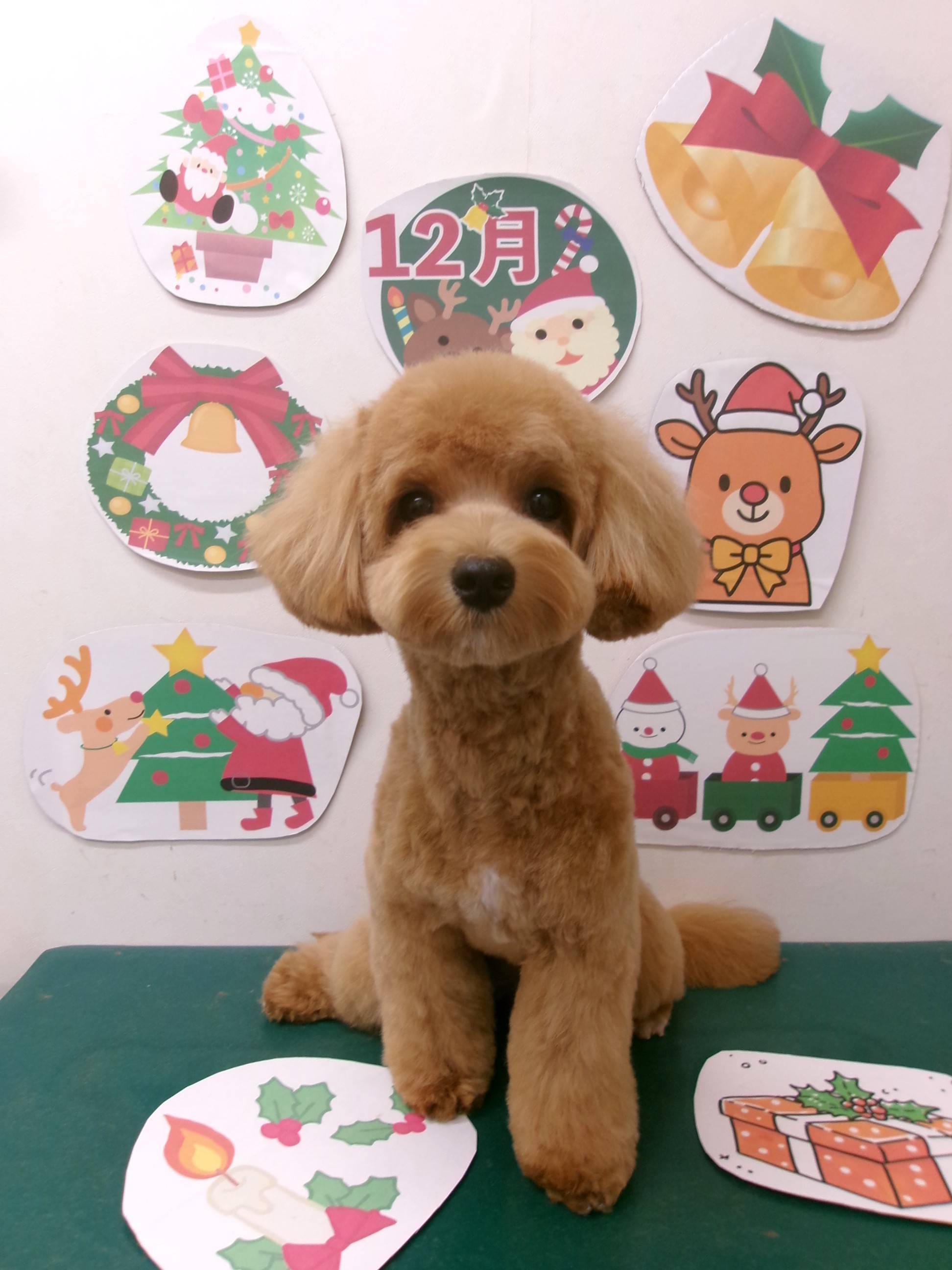 マルプー (マルチーズ×トイプードル)のトリミングカット シュシュどうぶつ病院の1枚目