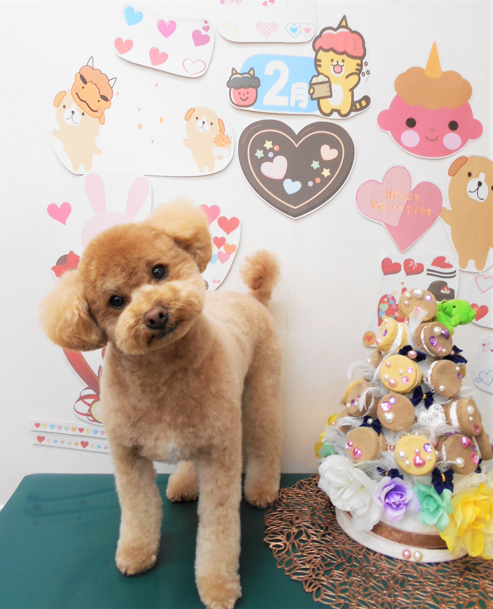 トイプードルのトリミングカット シュシュどうぶつ病院の1枚目