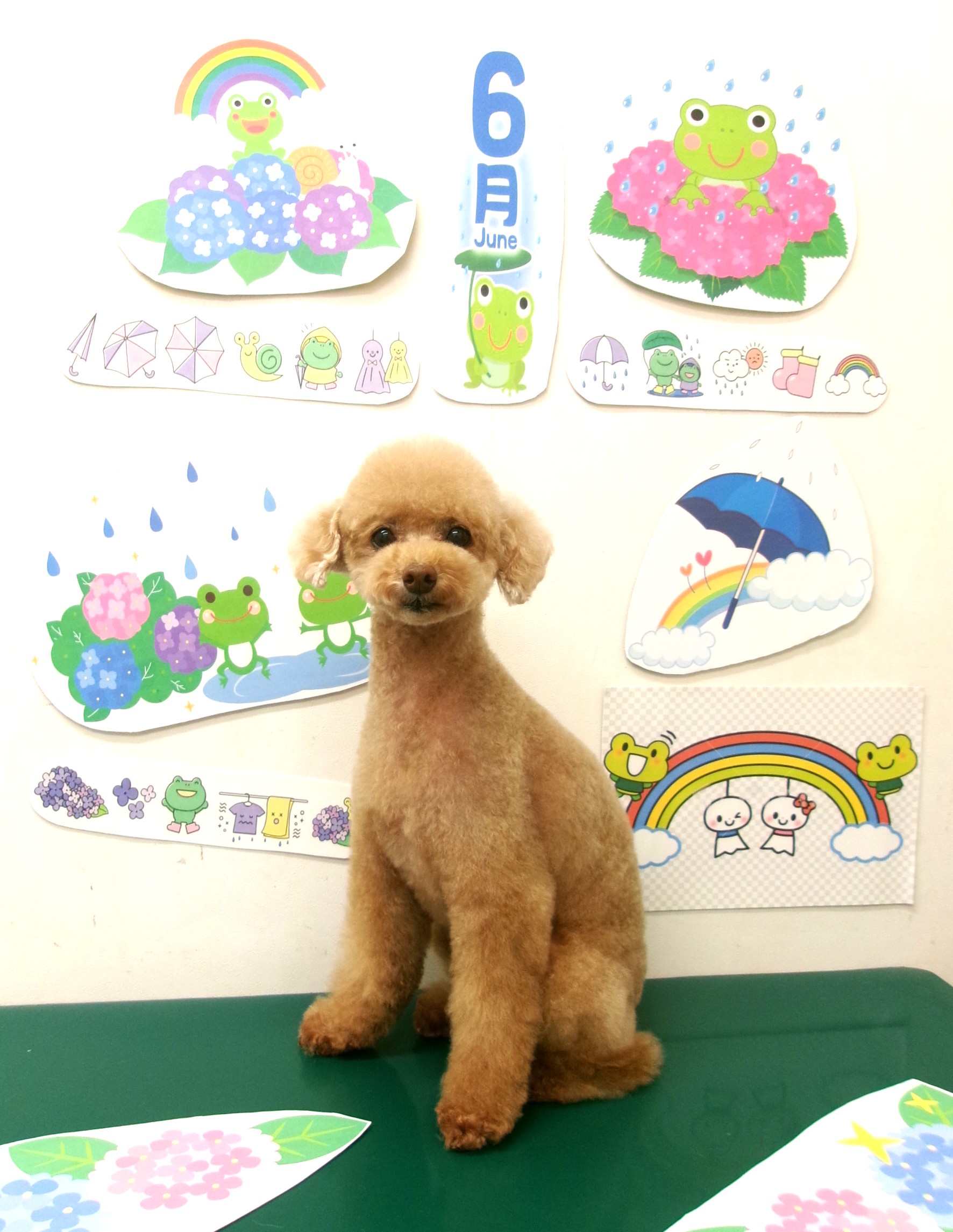 トリミングサロン シュシュどうぶつ病院のトリミングカット-10095の1枚目