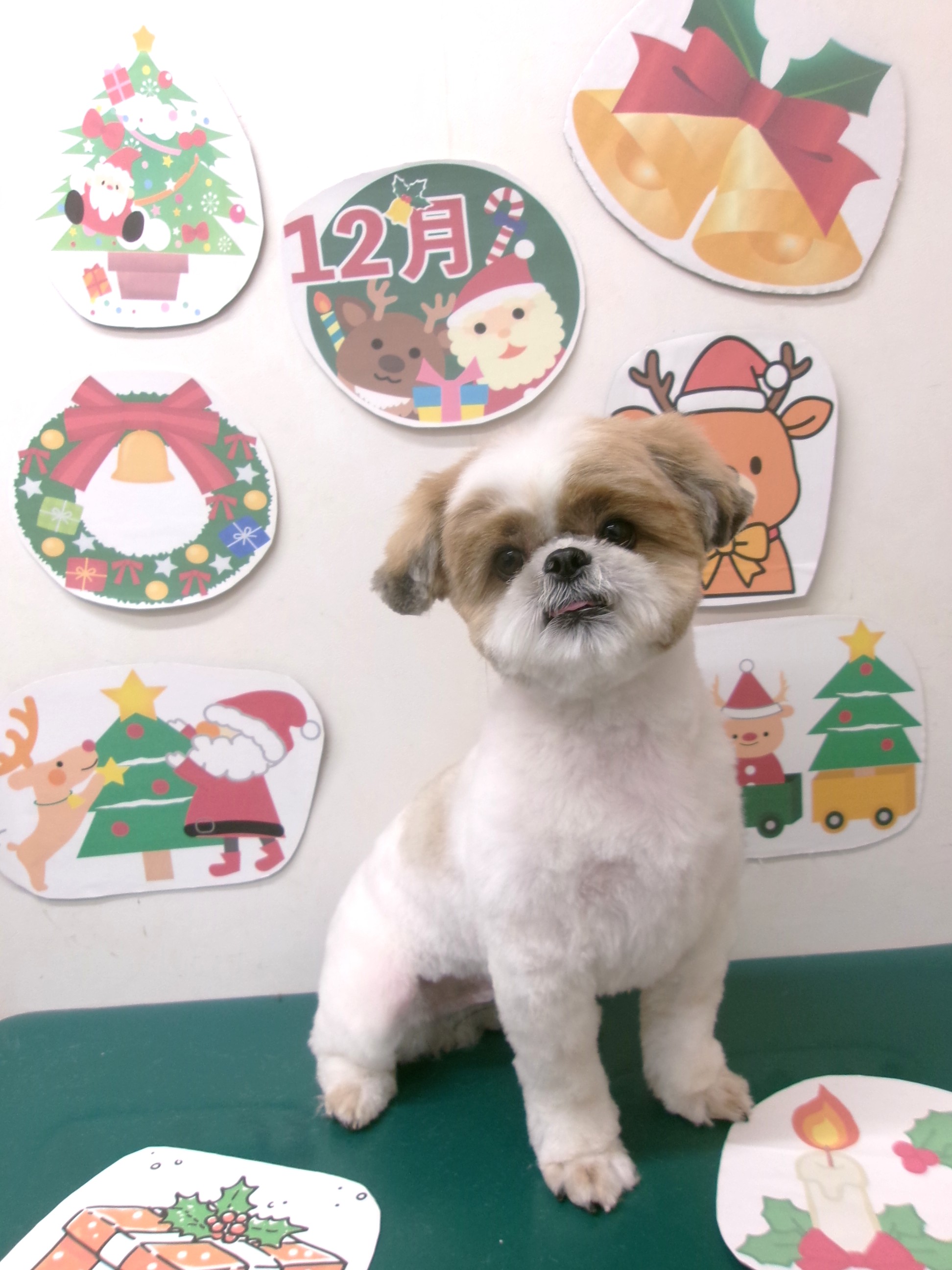 シーズーのトリミングカット シュシュどうぶつ病院の1枚目