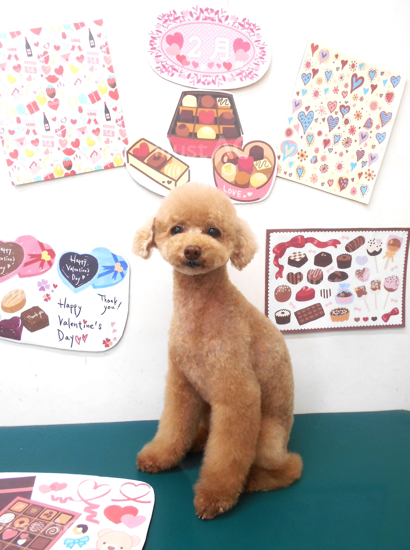 トリミングサロン シュシュどうぶつ病院のトリミングカット-9751の1枚目