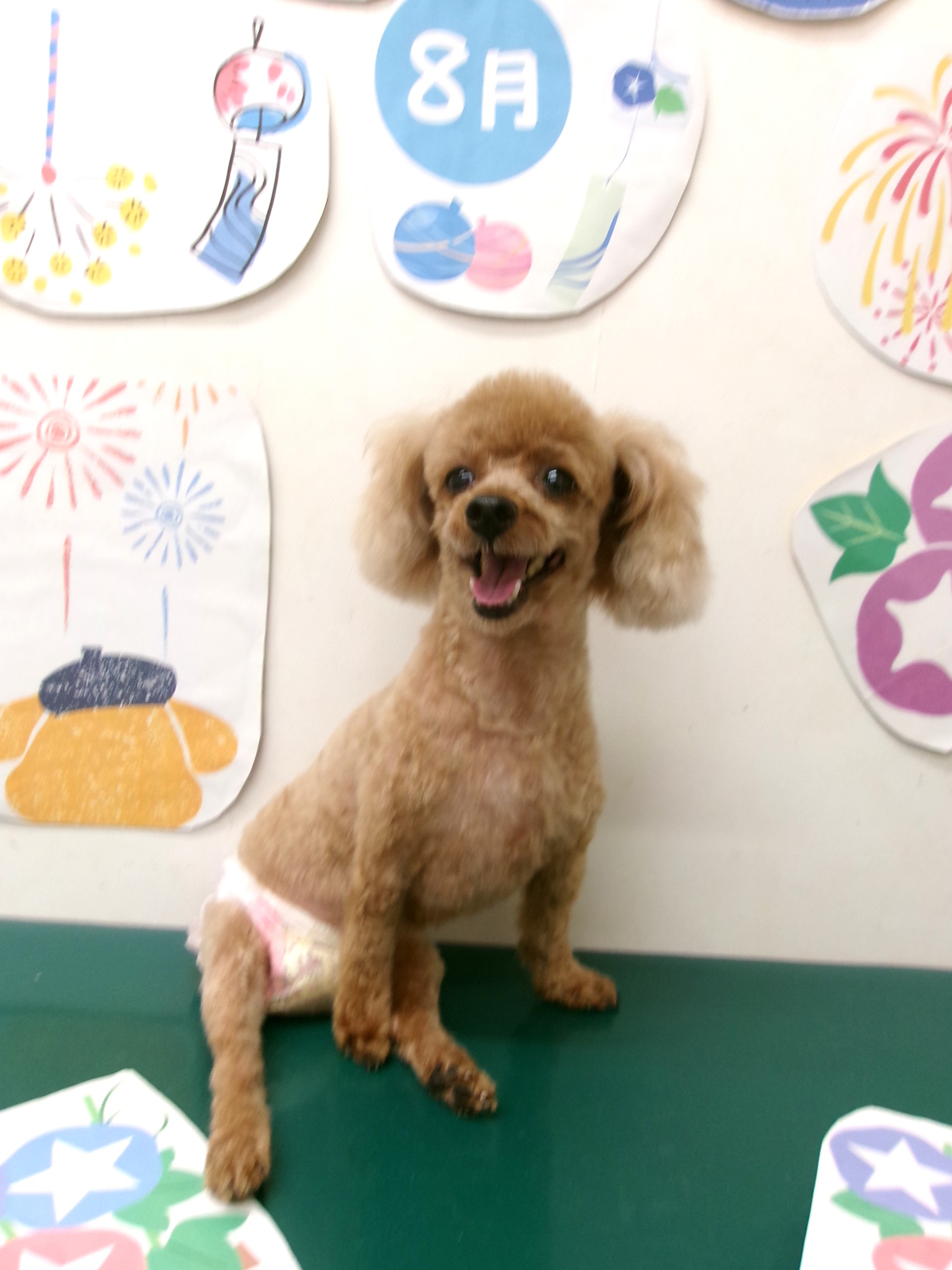 トリミングサロン シュシュどうぶつ病院のトリミングカット-10325の1枚目