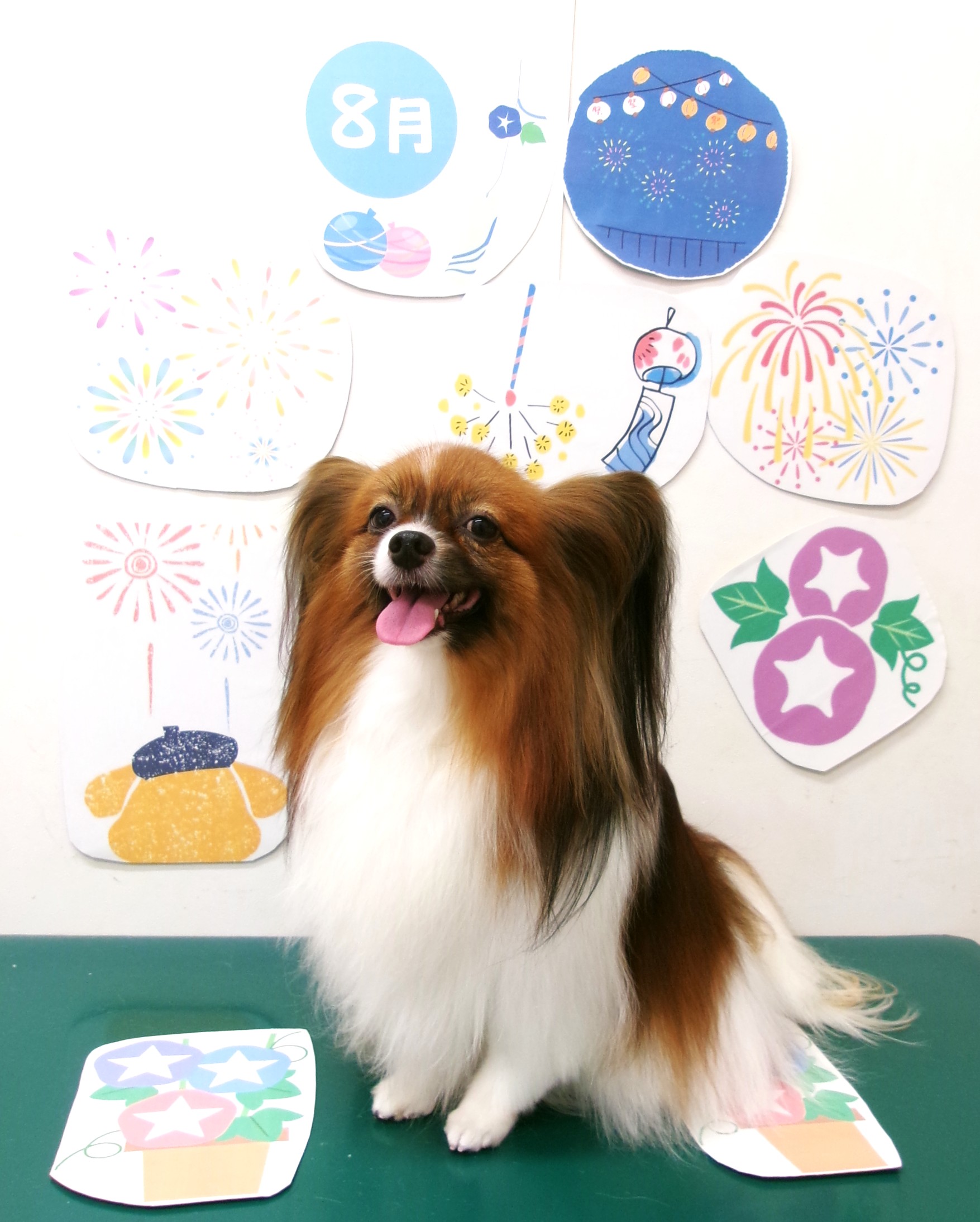 パピヨンのトリミングカット シュシュどうぶつ病院の1枚目