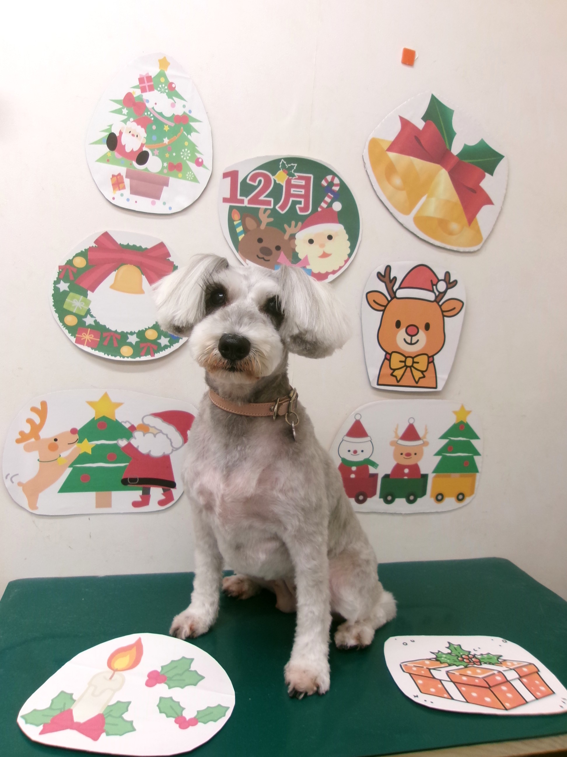 ミニチュアシュナウザーのトリミングカット シュシュどうぶつ病院の1枚目