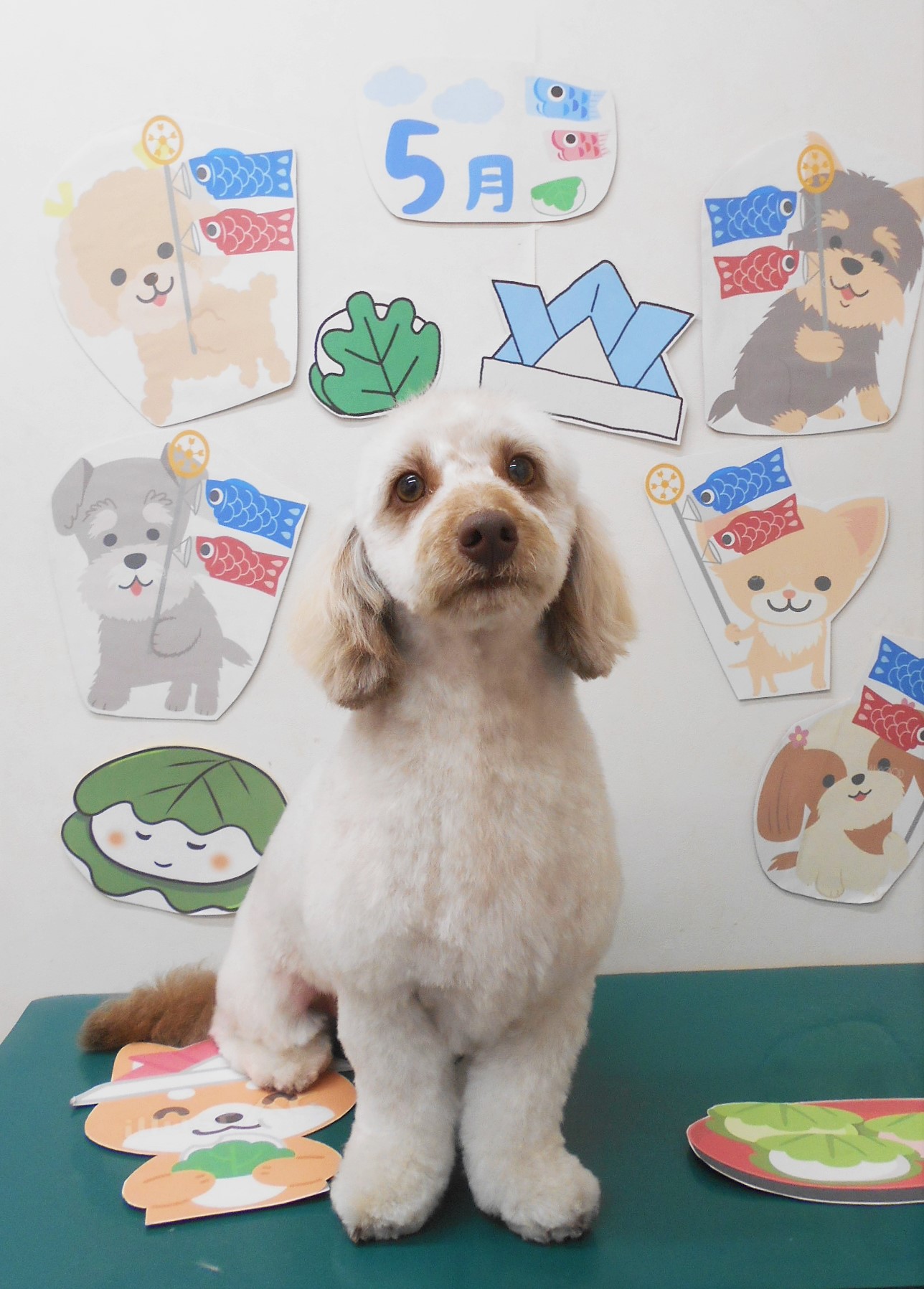 ミックス犬(その他)のトリミングカット シュシュどうぶつ病院の1枚目