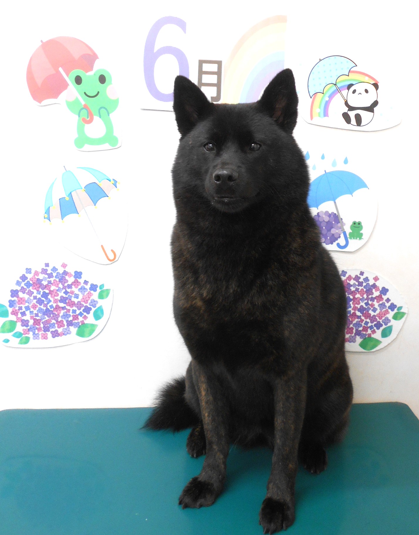 甲斐犬のトリミングカット シュシュどうぶつ病院の1枚目