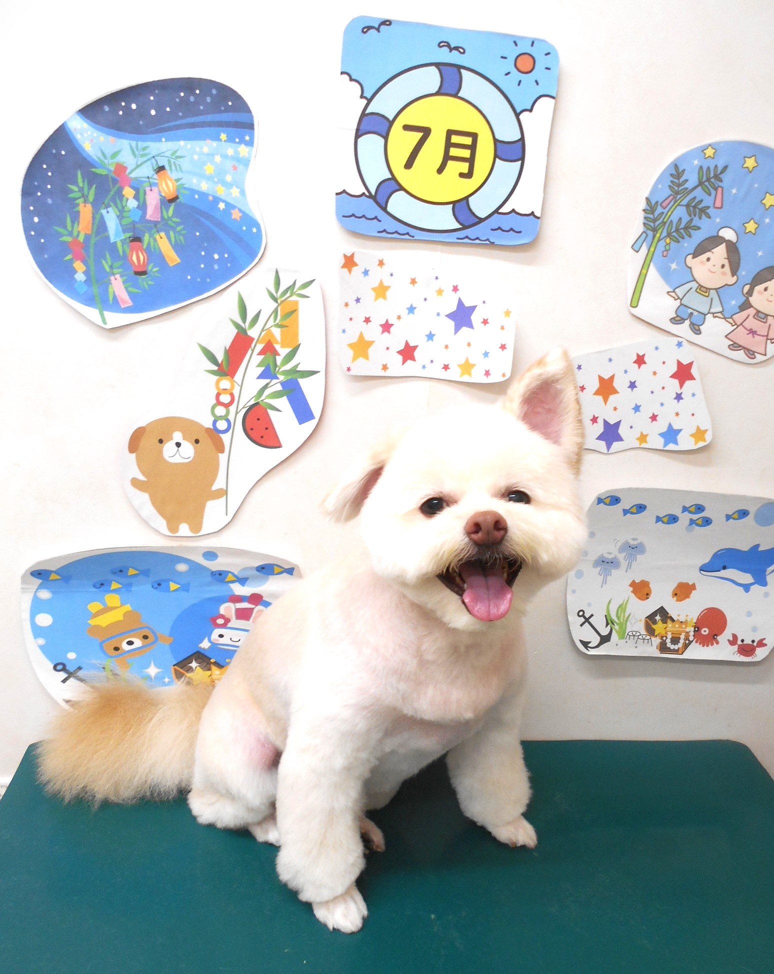 ミックス犬(その他)のトリミングカット シュシュどうぶつ病院の1枚目