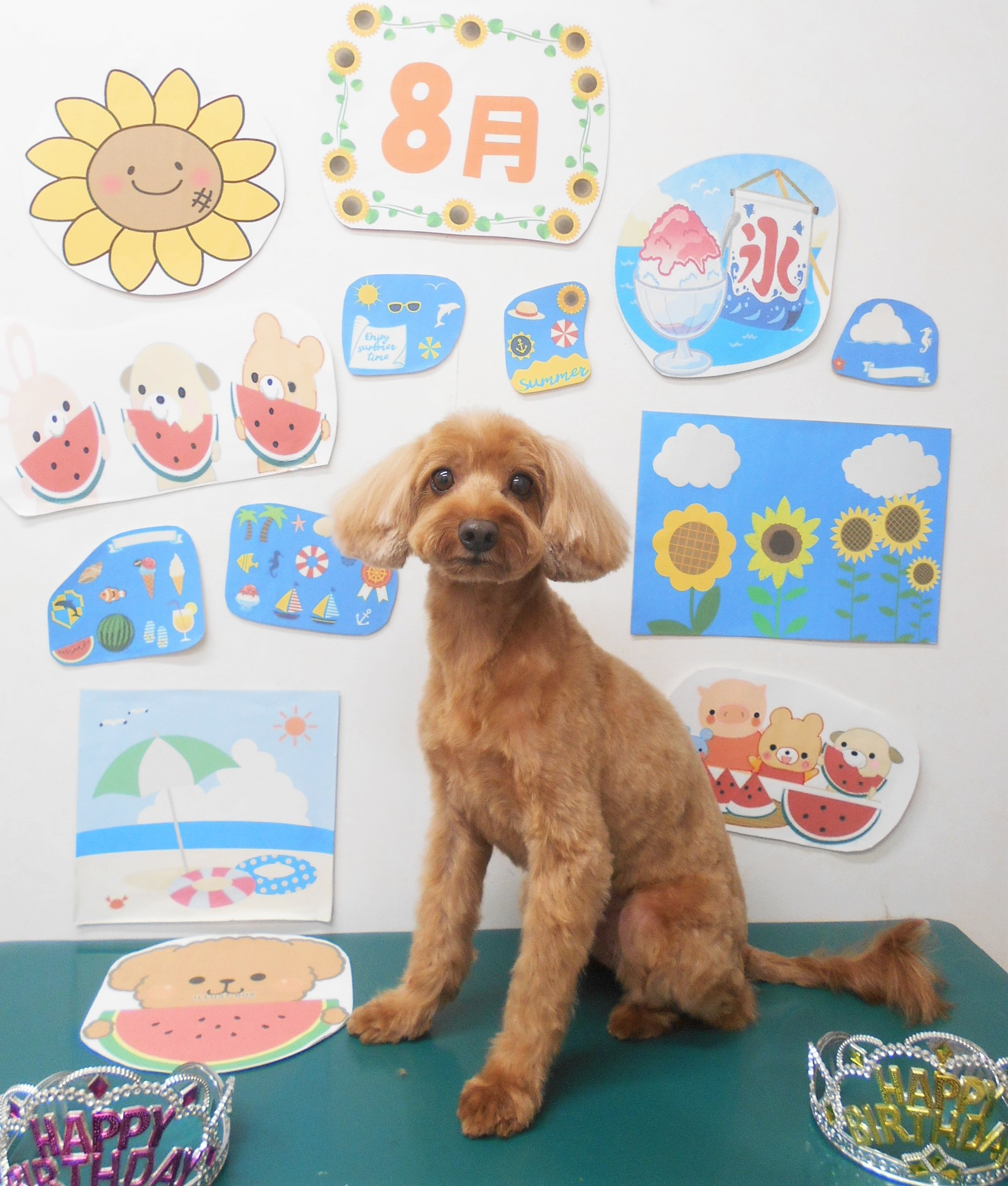ミックス犬(その他)のトリミングカット シュシュどうぶつ病院の1枚目