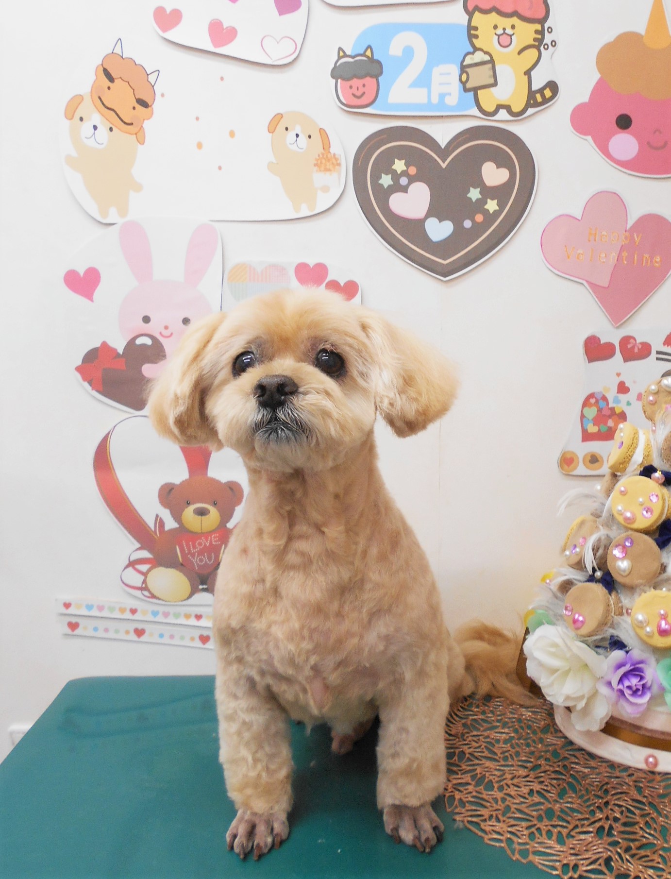 ミックス犬(その他)のトリミングカット シュシュどうぶつ病院の1枚目
