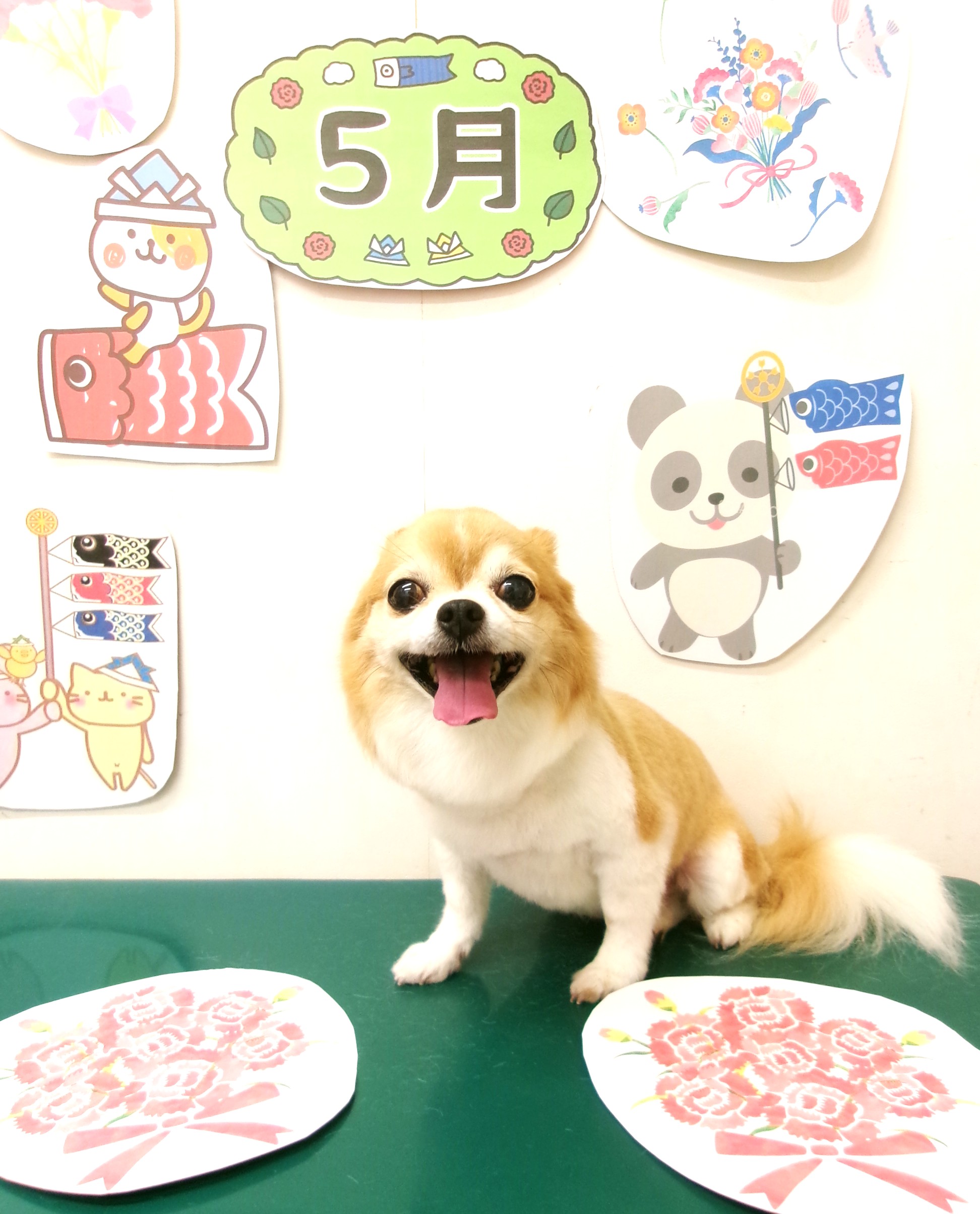 チワワのトリミングカット シュシュどうぶつ病院の1枚目