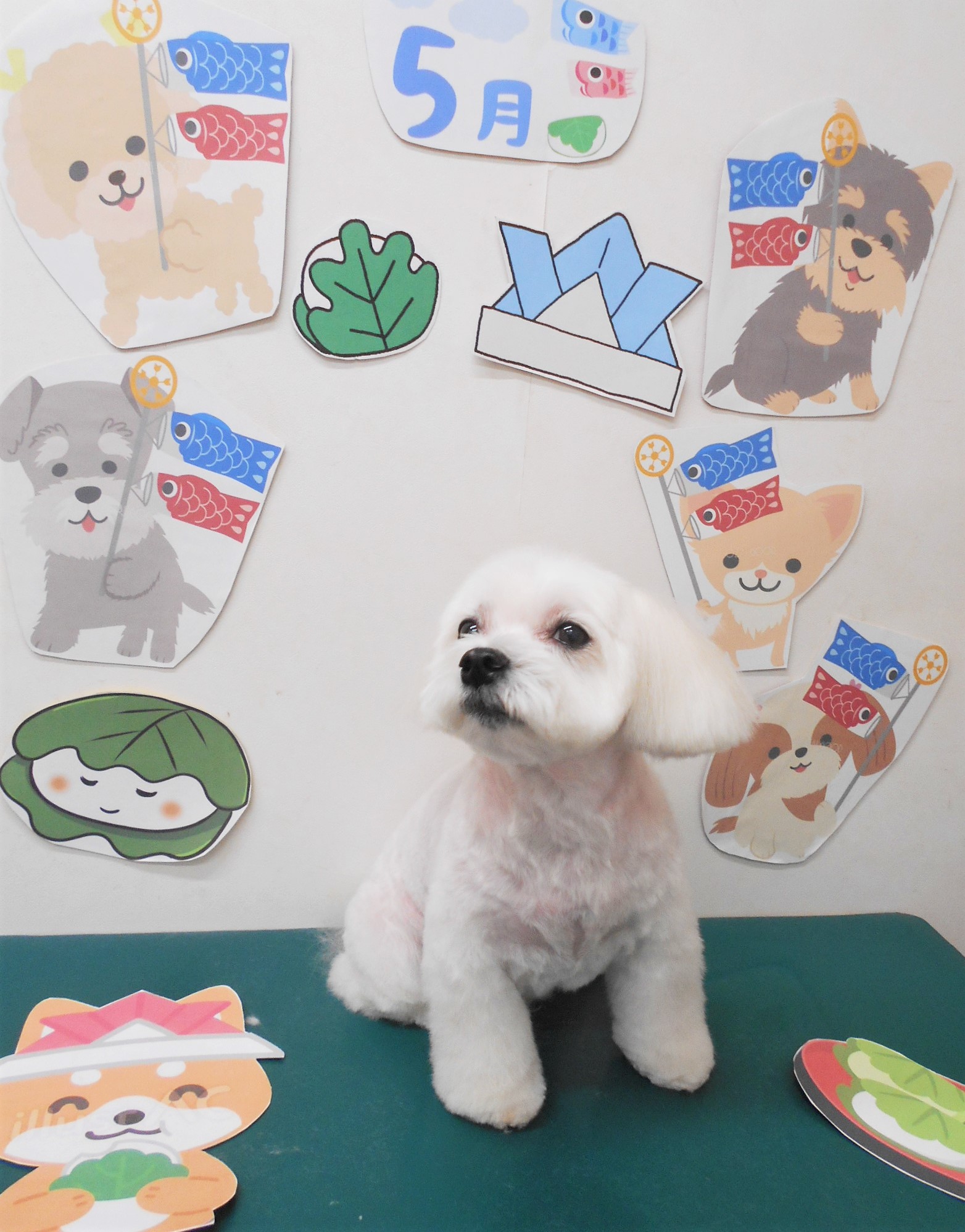マルチーズのトリミングカット シュシュどうぶつ病院の1枚目