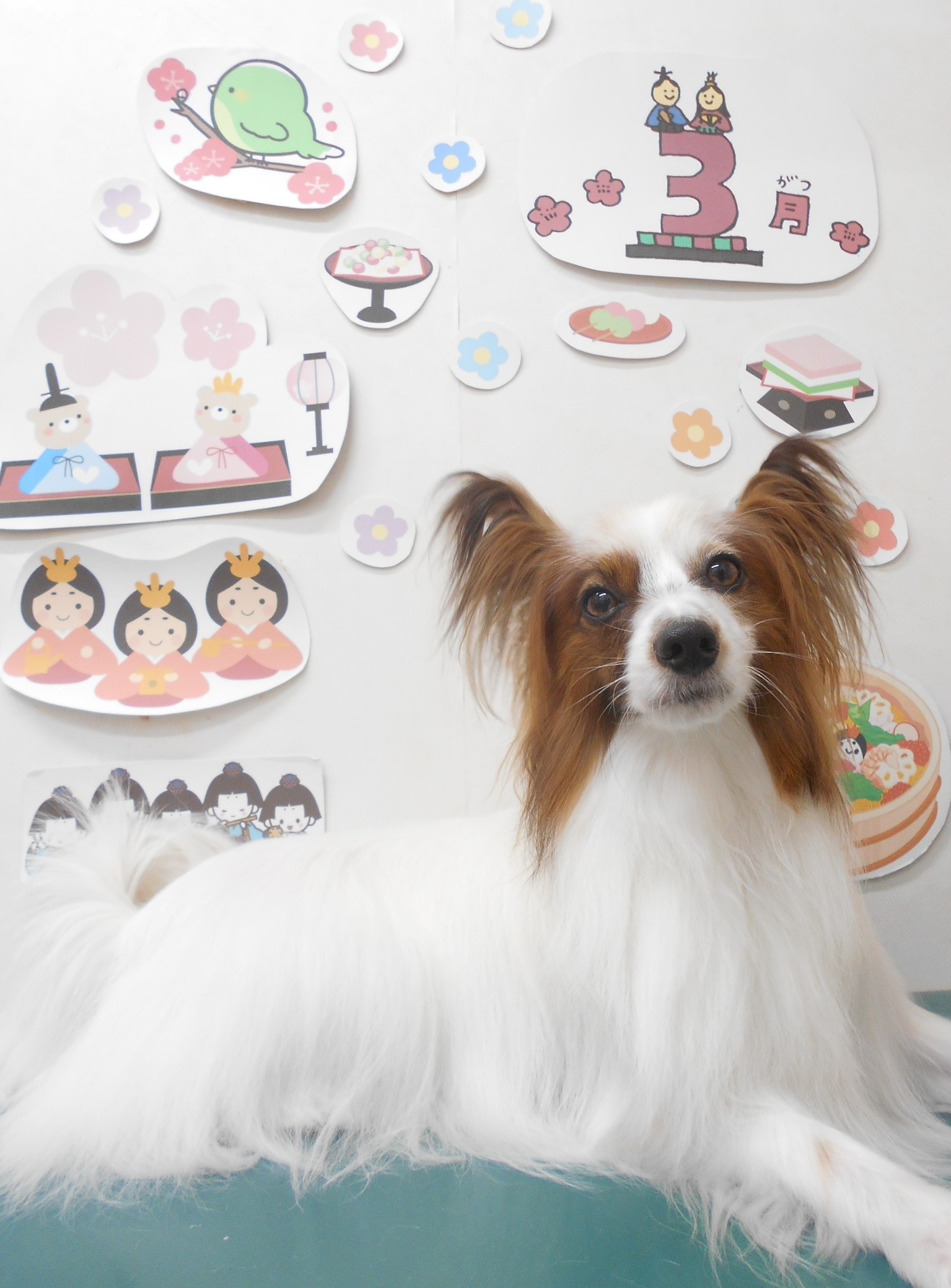 ミックス犬(その他)のトリミングカット シュシュどうぶつ病院の1枚目