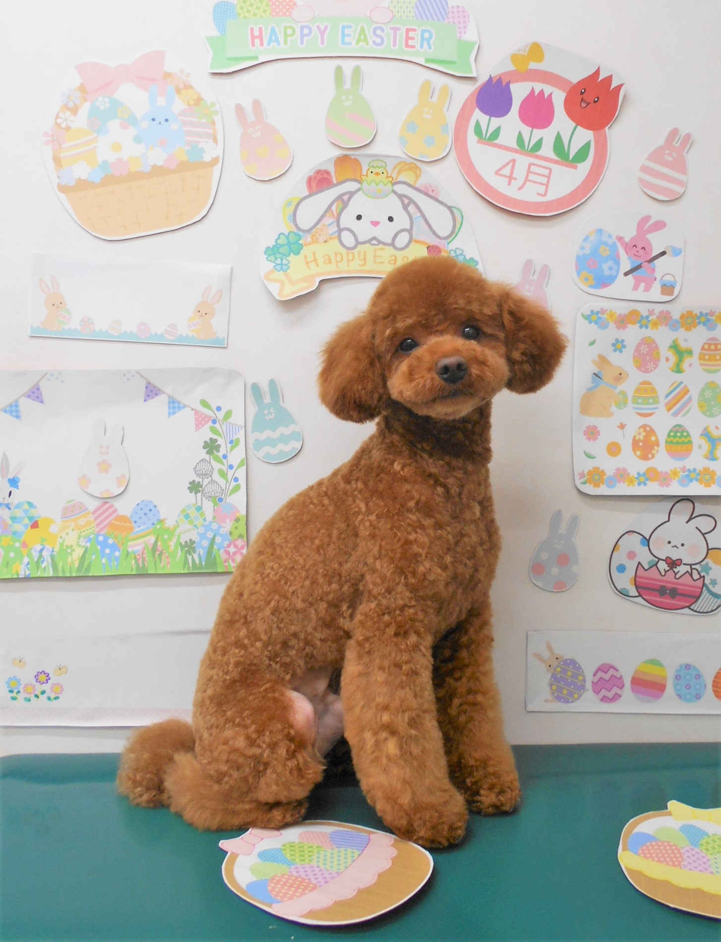トイプードルのトリミングカット シュシュどうぶつ病院の1枚目