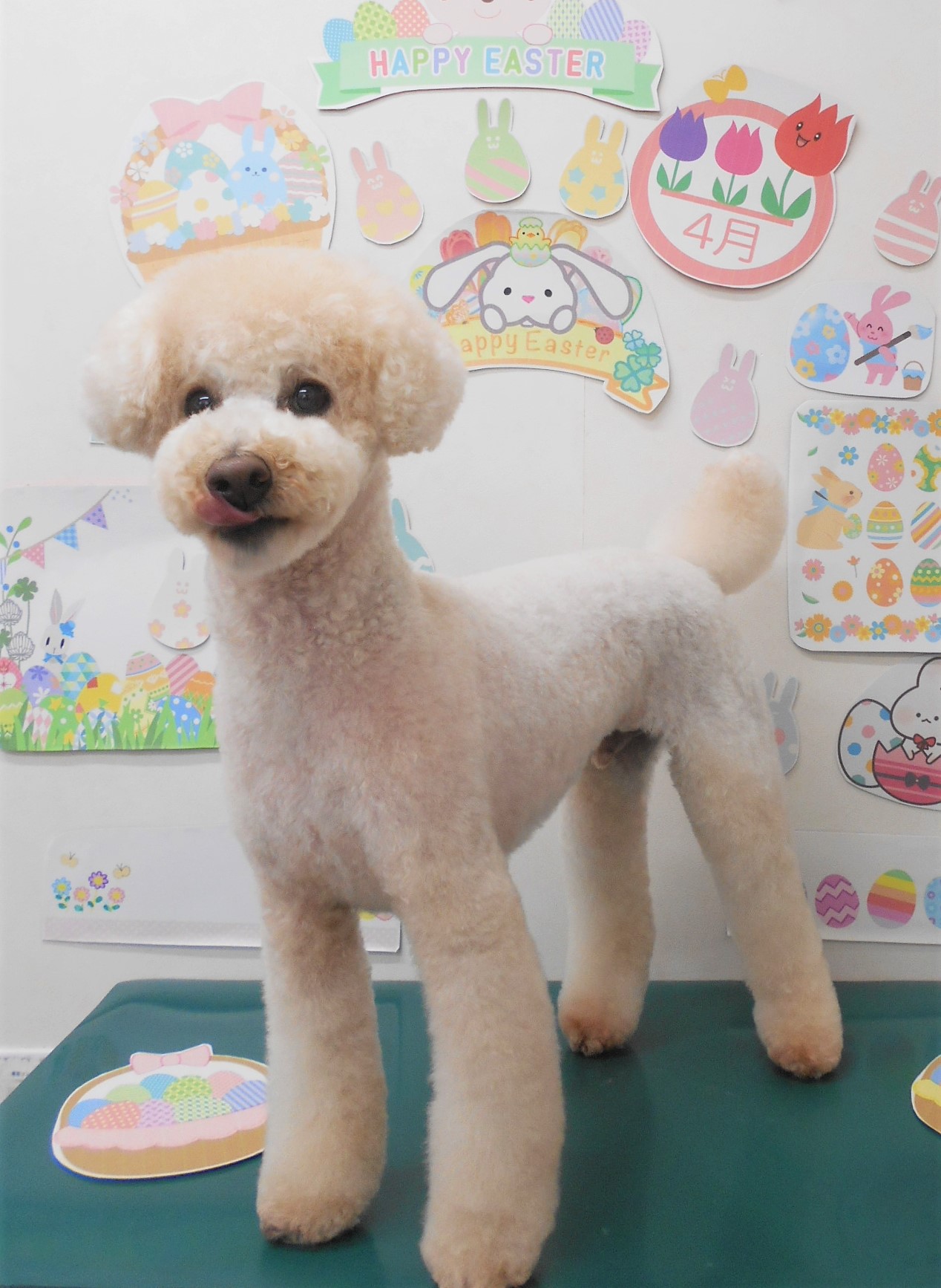 トイプードルのトリミングカット シュシュどうぶつ病院の1枚目