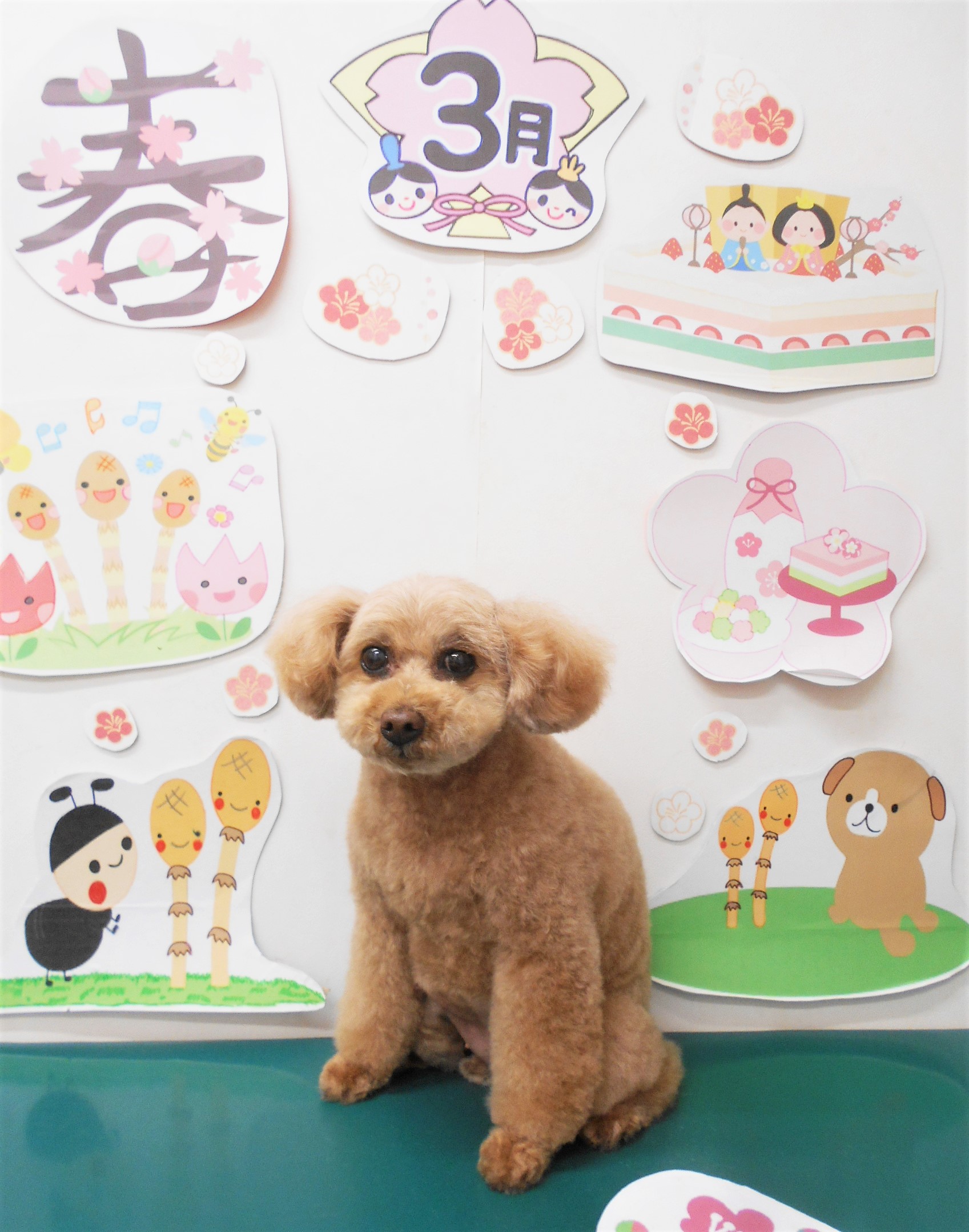 トイプードルのトリミングカット シュシュどうぶつ病院の1枚目