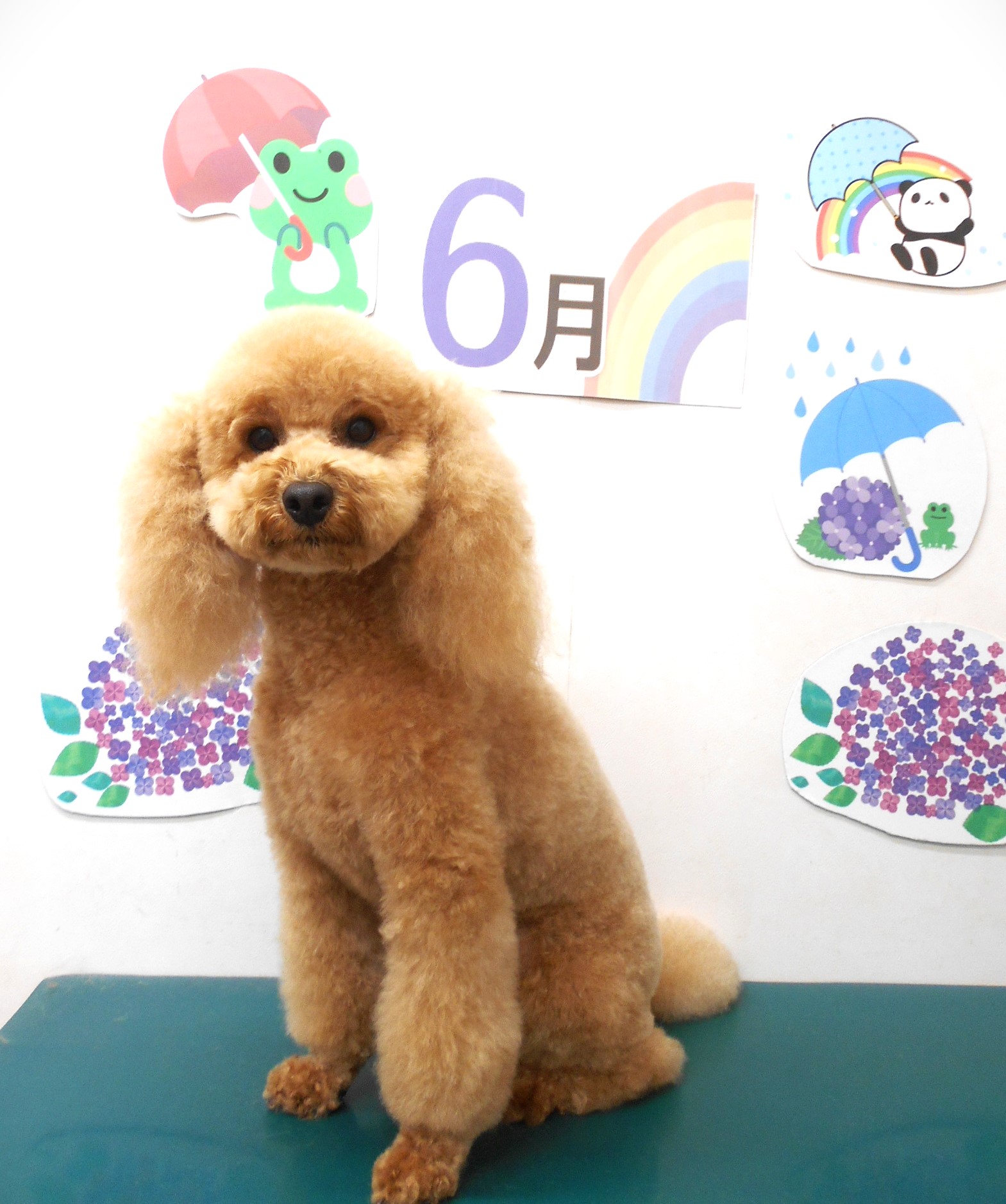 トイプードルのトリミングカット シュシュどうぶつ病院の1枚目