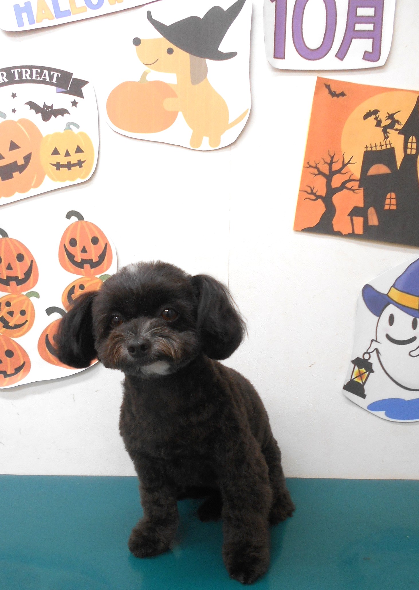 ミックス犬(その他)のトリミングカット シュシュどうぶつ病院の1枚目