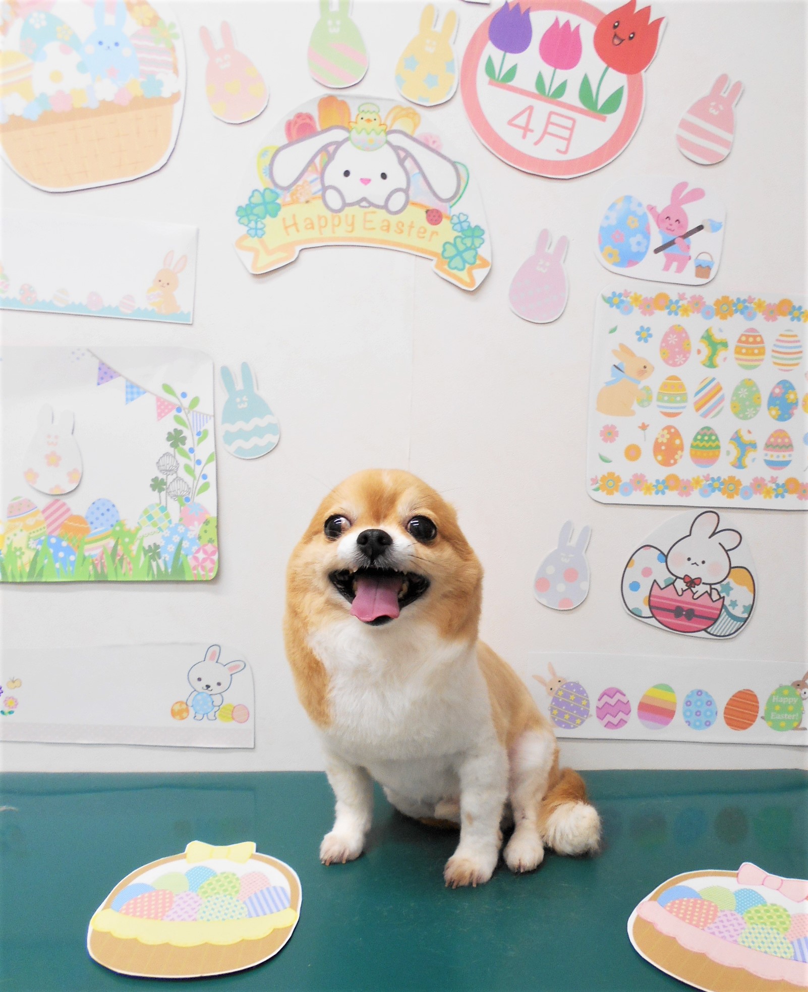チワワのトリミングカット シュシュどうぶつ病院の1枚目
