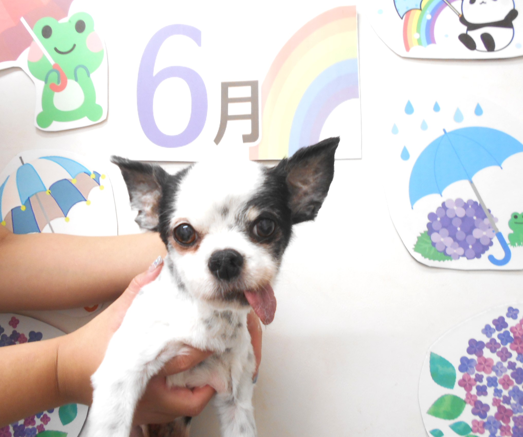 チワワのトリミングカット シュシュどうぶつ病院の1枚目