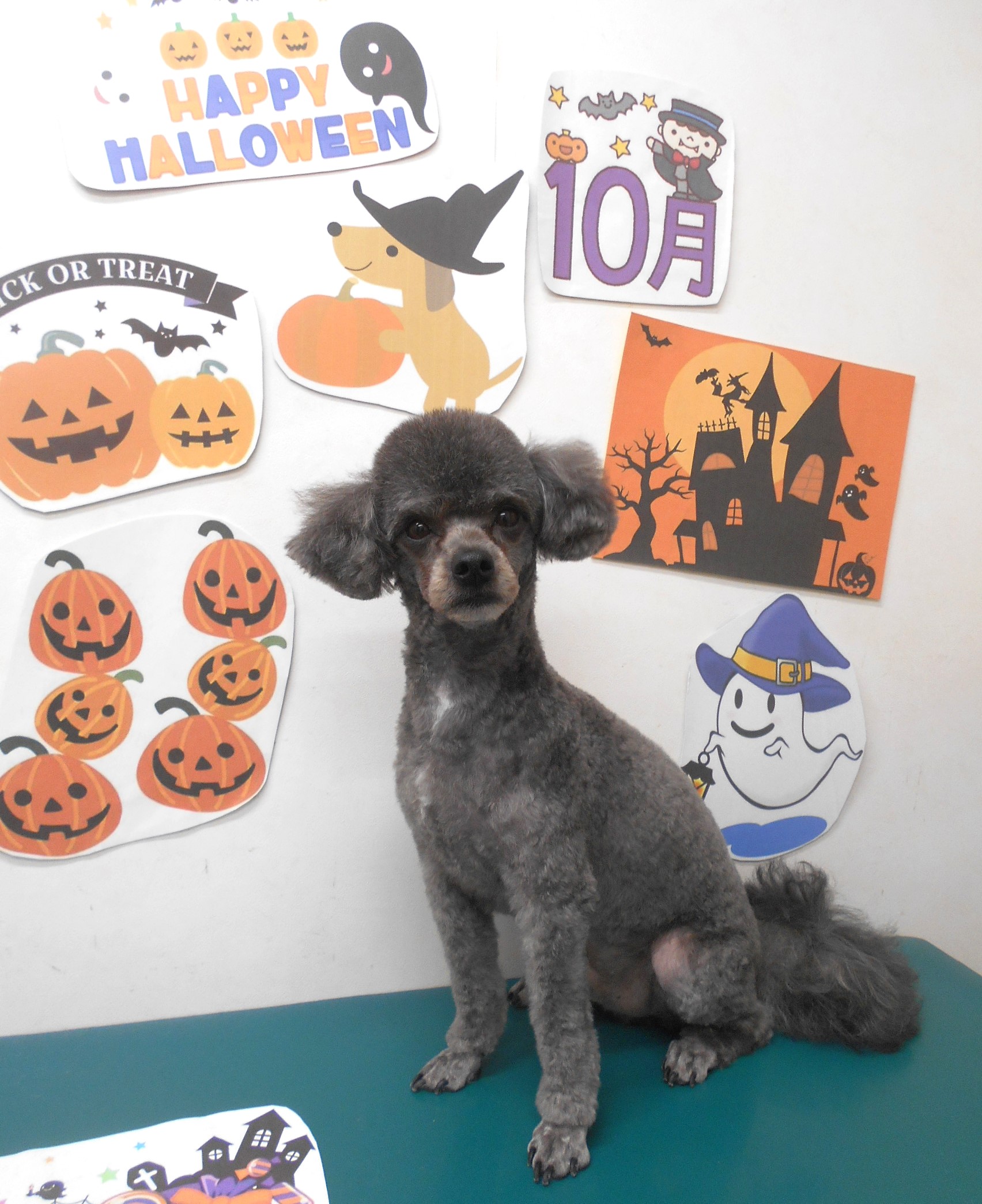 ミックス犬(その他)のトリミングカット シュシュどうぶつ病院の1枚目