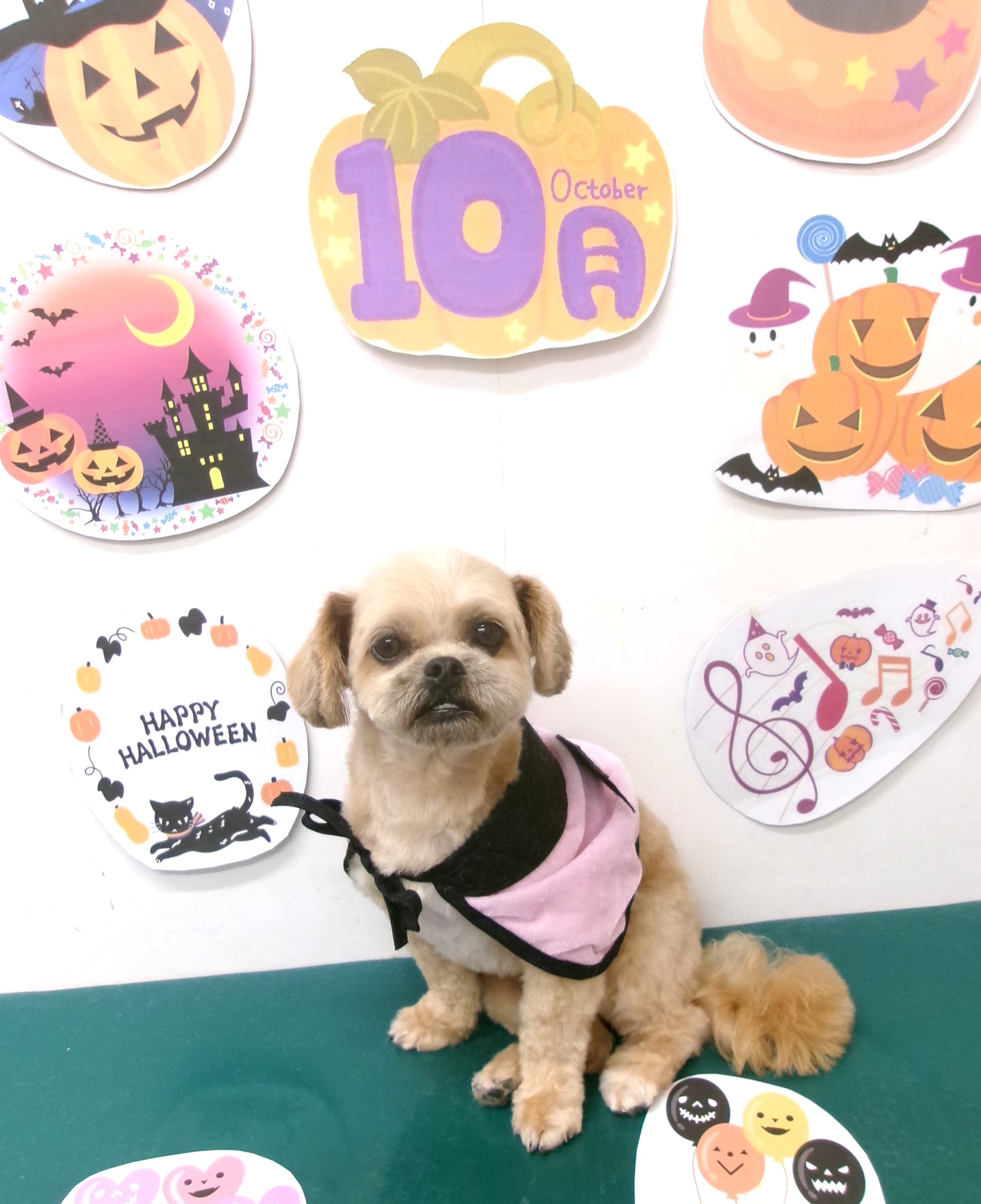 トリミングサロン シュシュどうぶつ病院のトリミングカット-10436の1枚目