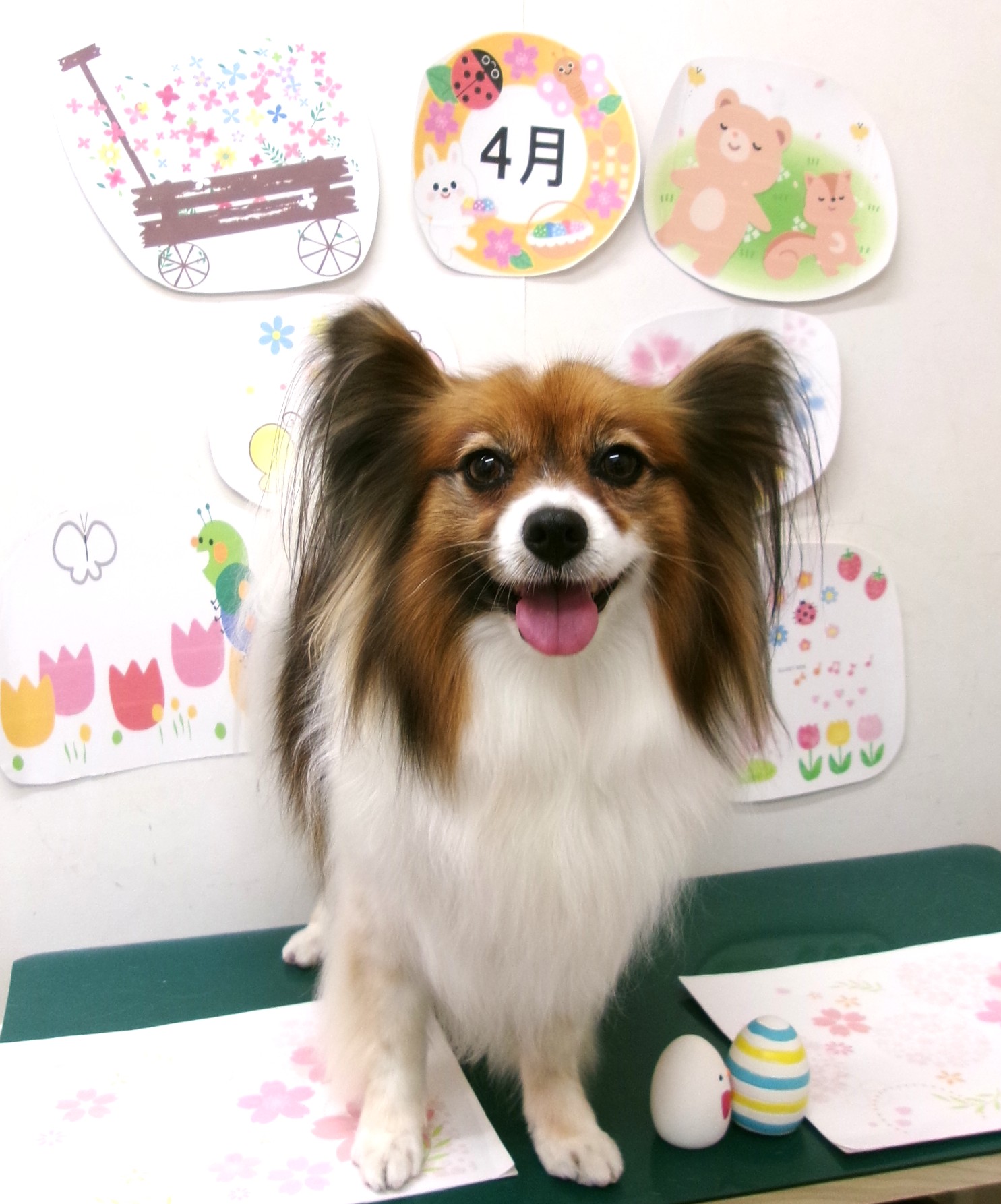 トリミングサロン シュシュどうぶつ病院のトリミングカット-9944の1枚目
