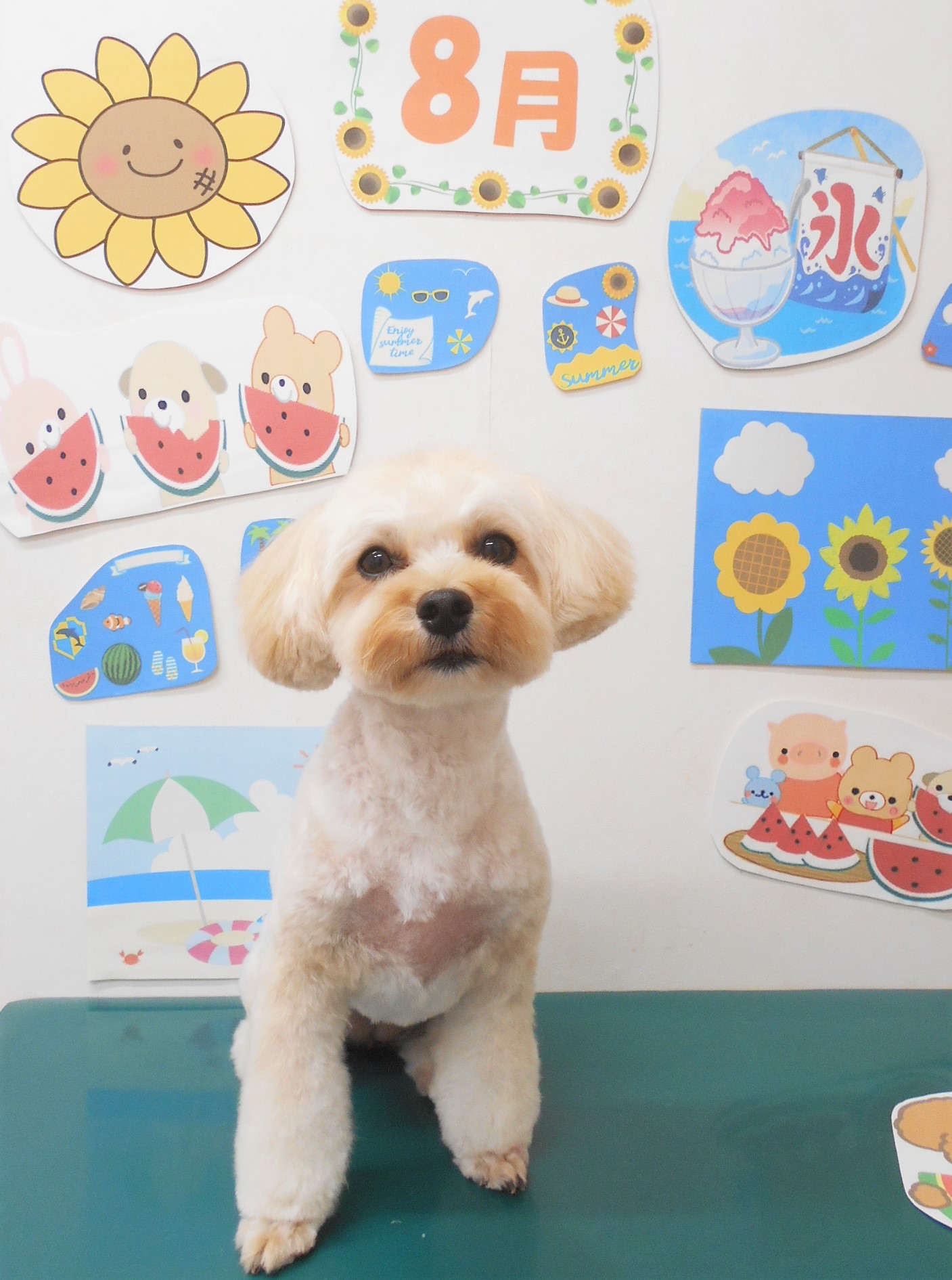 ミックス犬(その他)のトリミングカット シュシュどうぶつ病院の1枚目