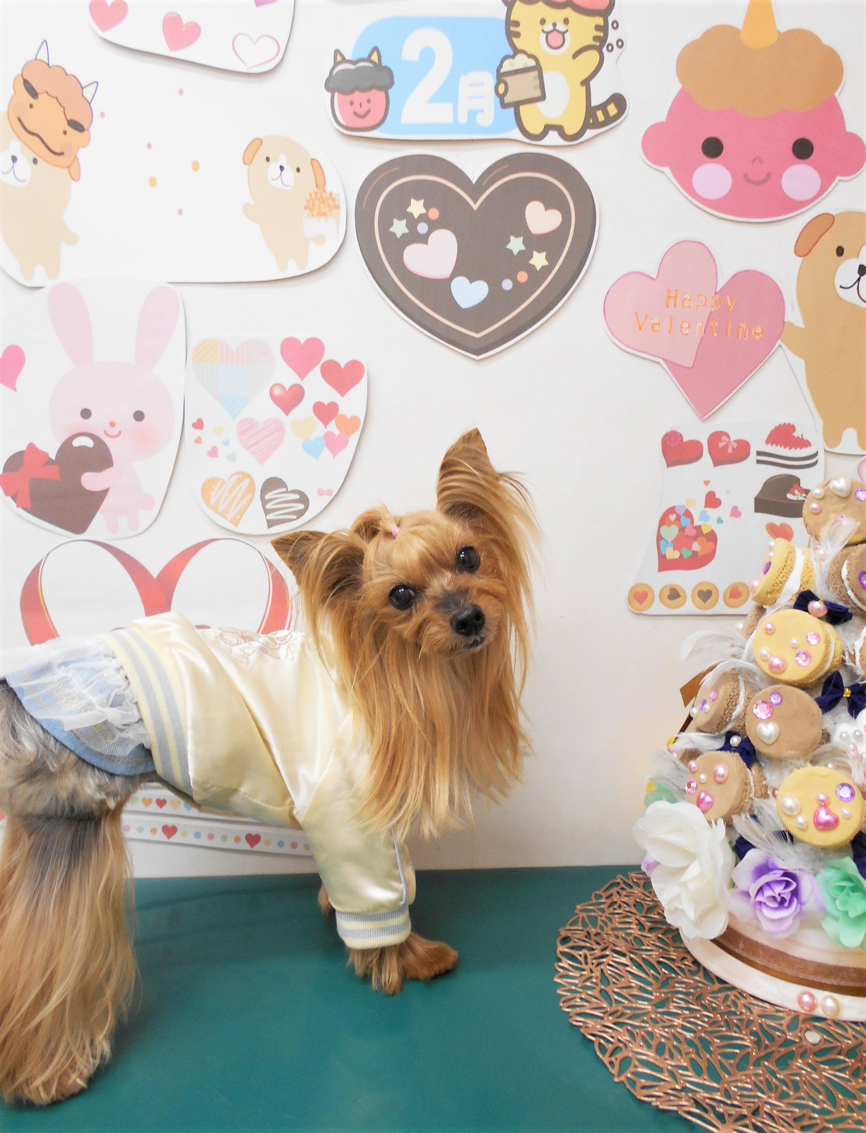 ヨークシャーテリアのトリミングカット シュシュどうぶつ病院の1枚目