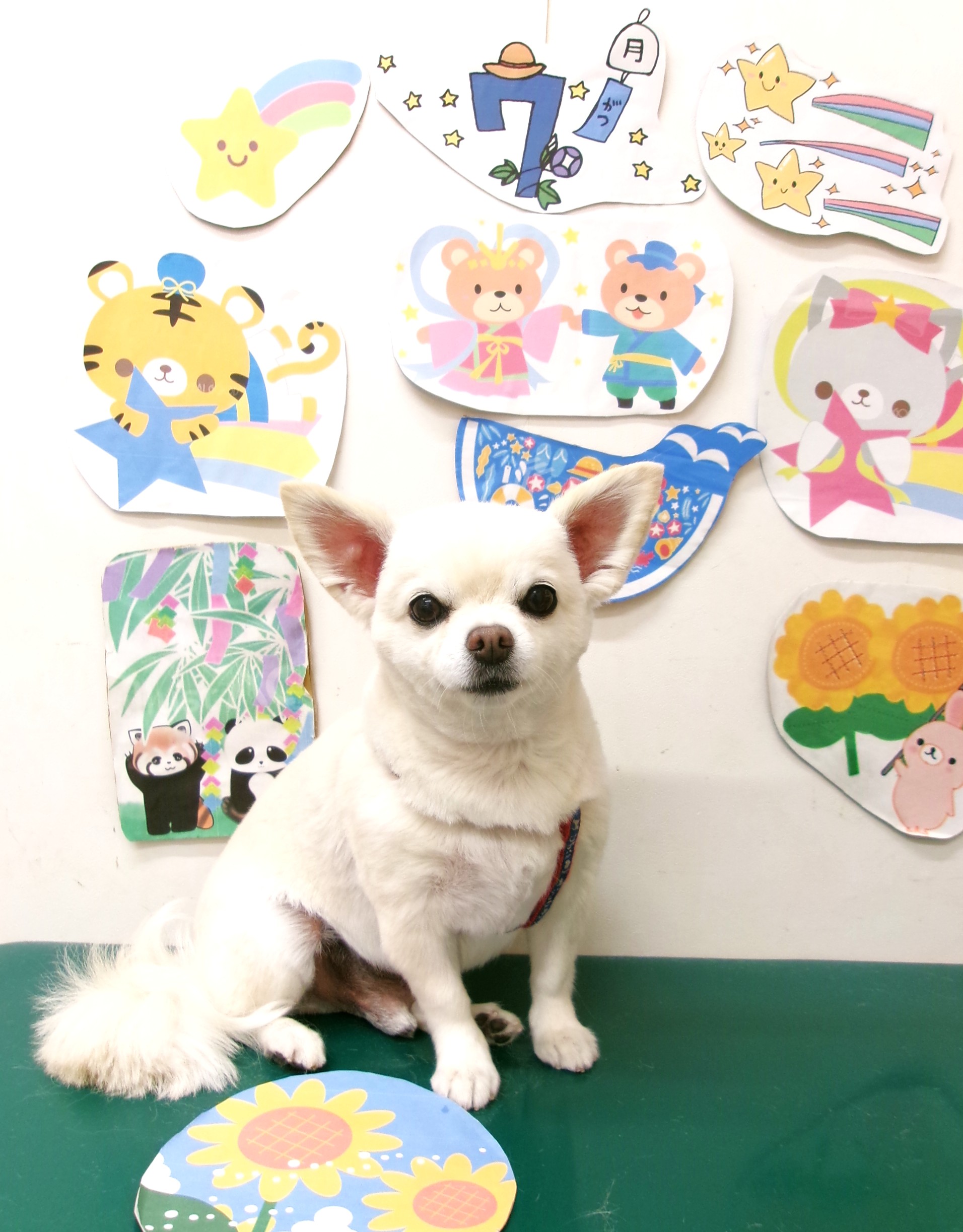 チワワのトリミングカット シュシュどうぶつ病院の1枚目