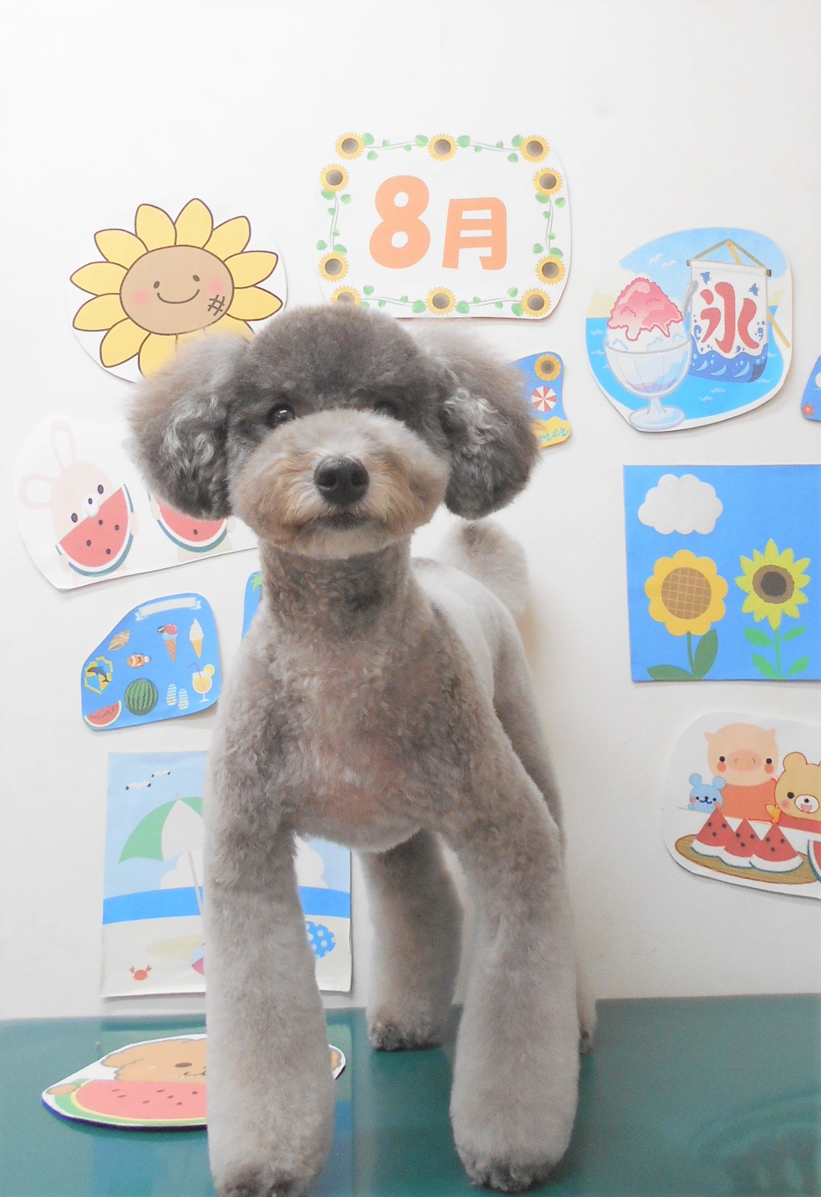 トリミングサロン シュシュどうぶつ病院のトリミングカット-8024の1枚目