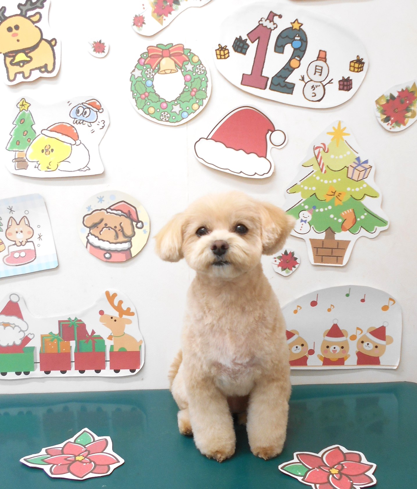 ミックス犬(その他)のトリミングカット シュシュどうぶつ病院の1枚目