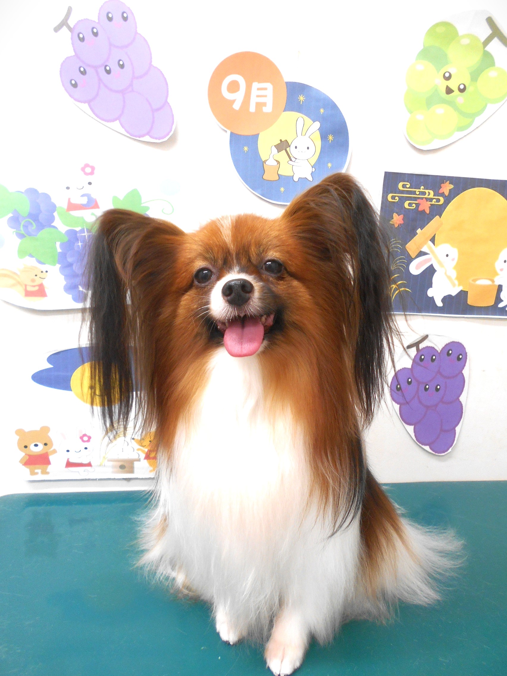 パピヨンのトリミングカット シュシュどうぶつ病院の1枚目
