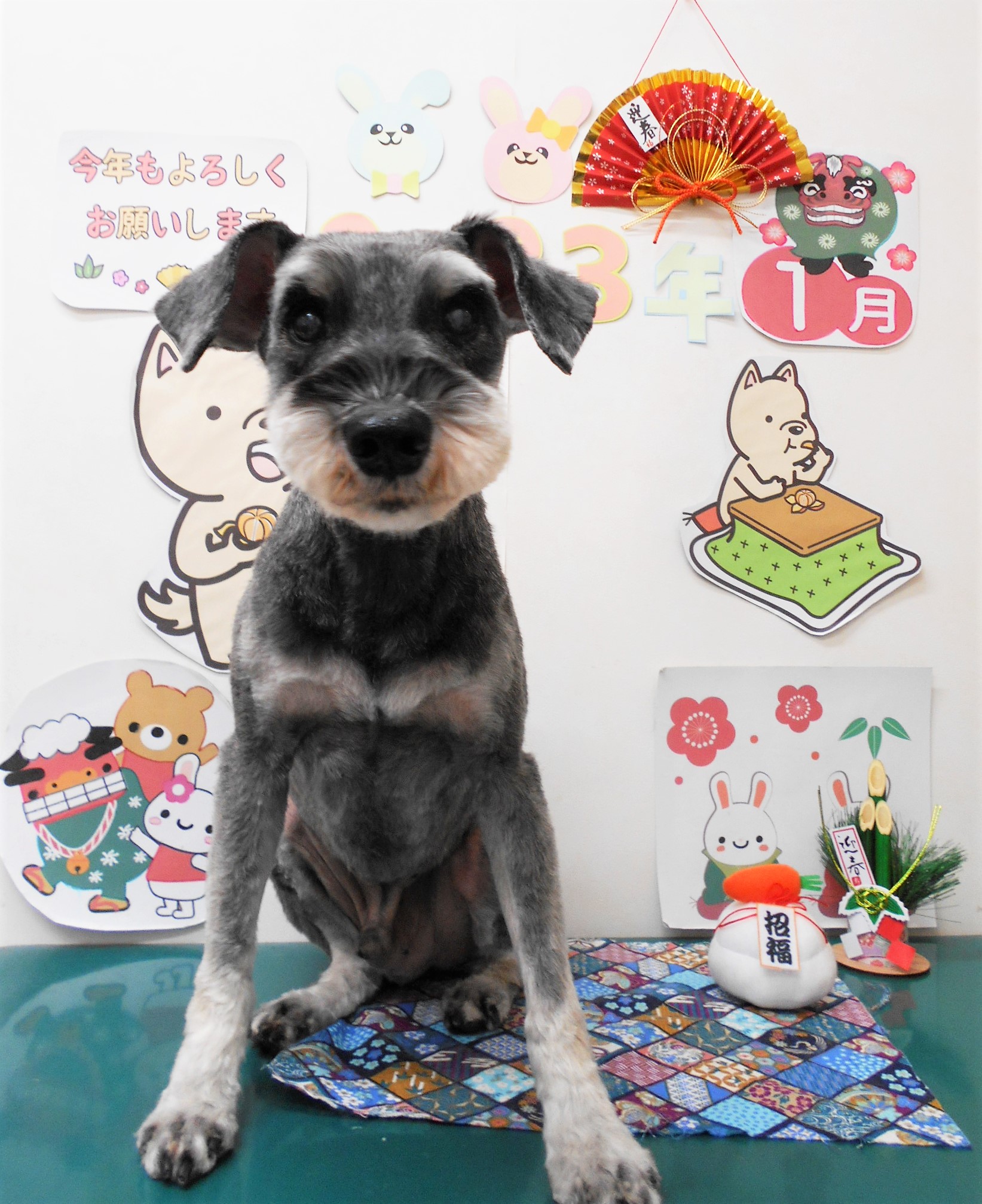 ミニチュアシュナウザーのトリミングカット シュシュどうぶつ病院の1枚目