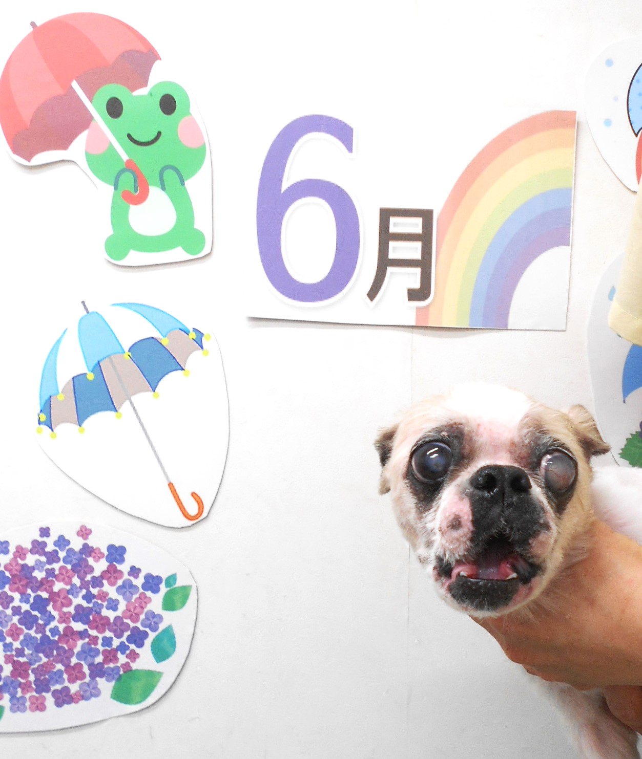 シーズーのトリミングカット シュシュどうぶつ病院の1枚目