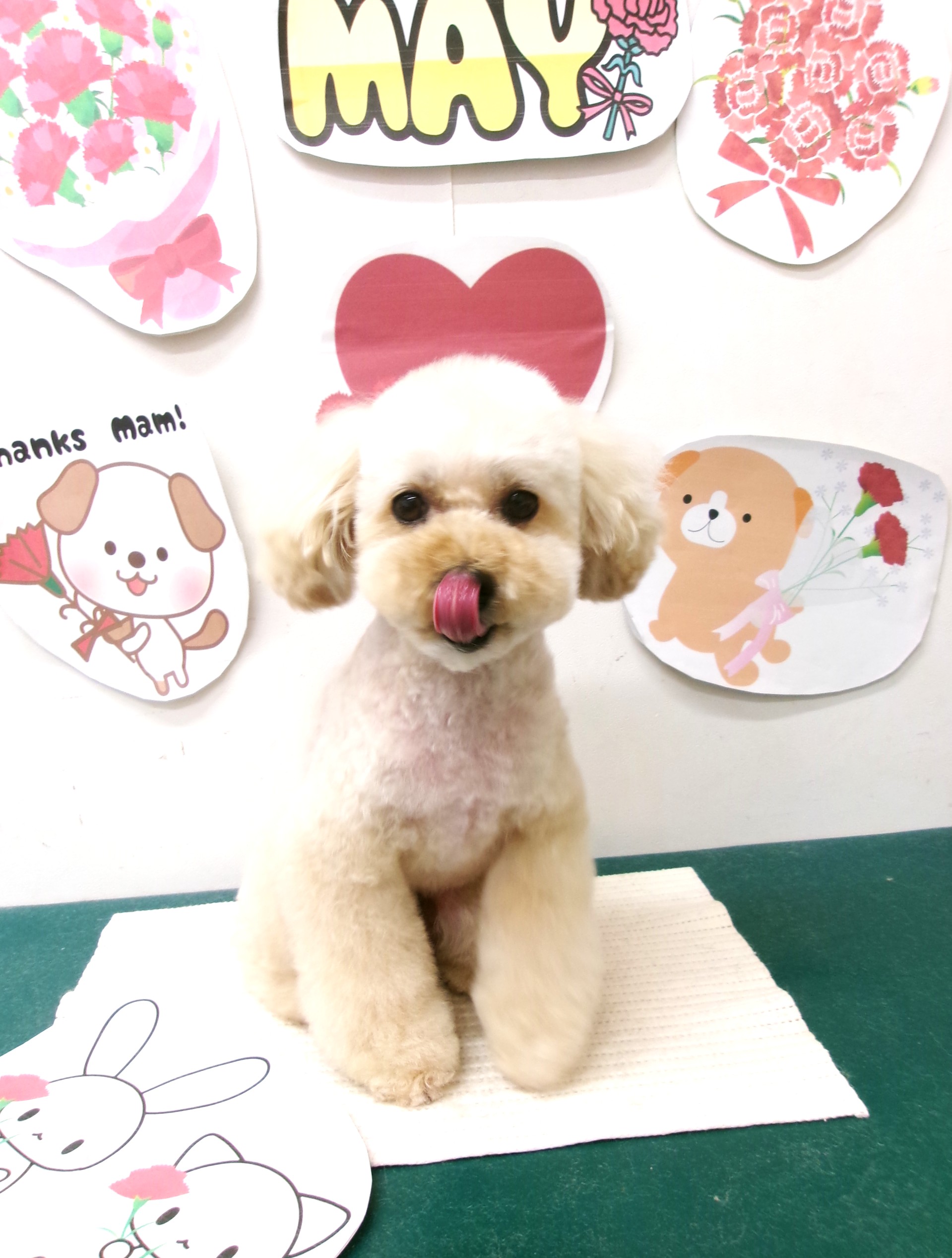 トリミングサロン シュシュどうぶつ病院のトリミングカット-10081の1枚目